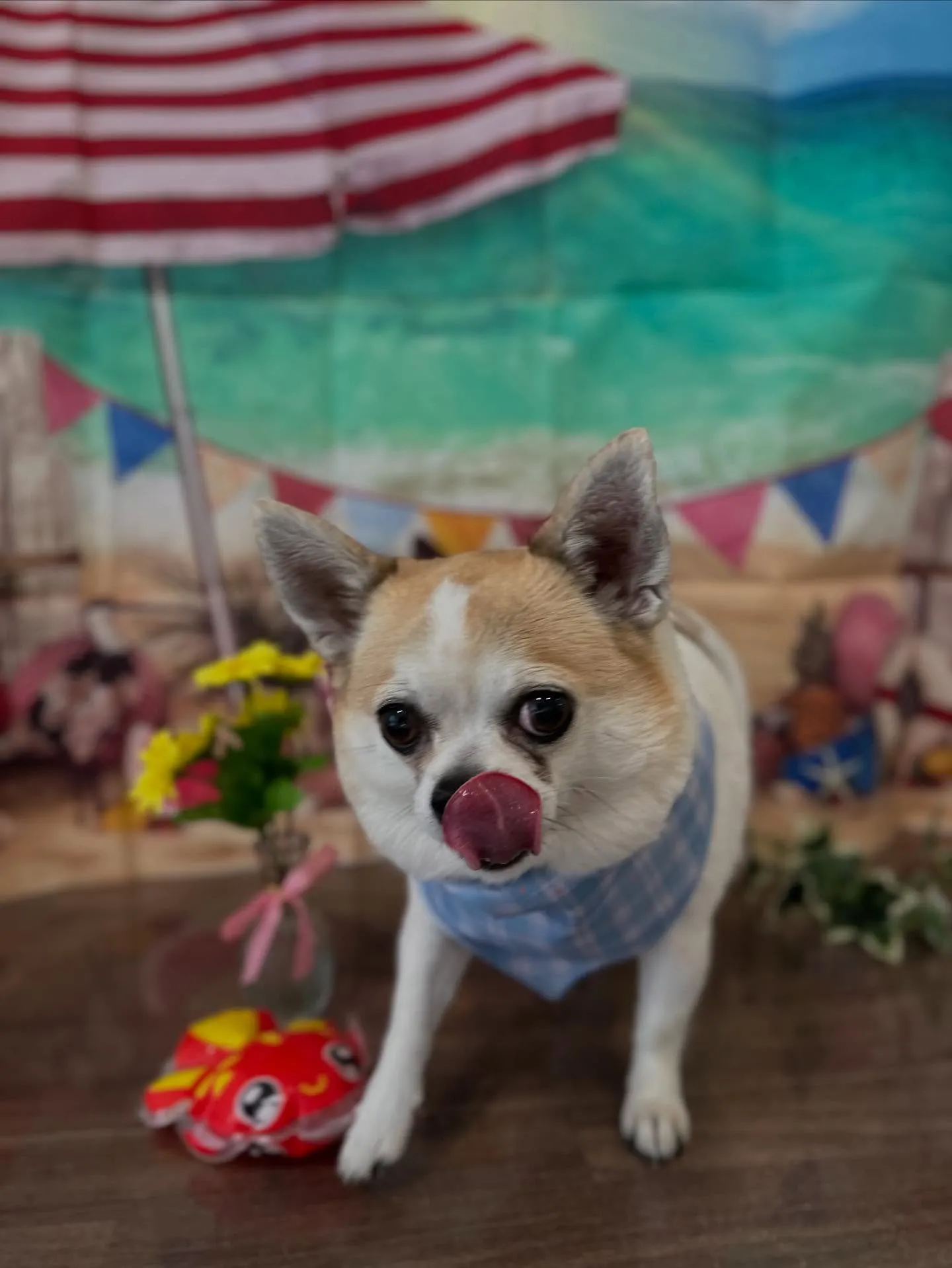 トリミングに来てくれたわんこたちです💖