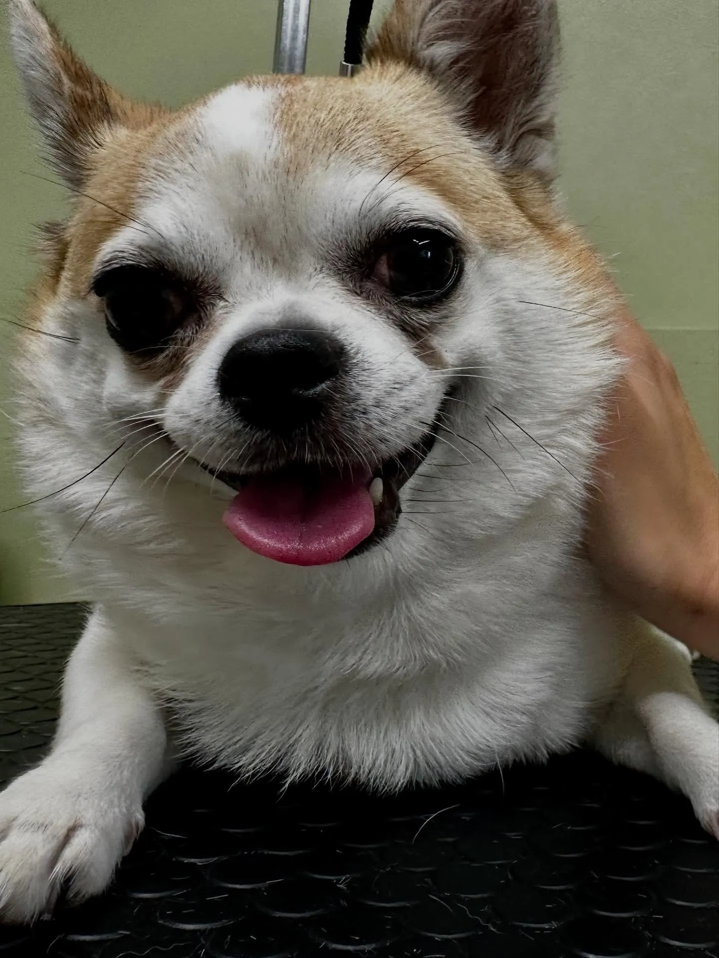 トリミングに来てくれたわんこたちです💖