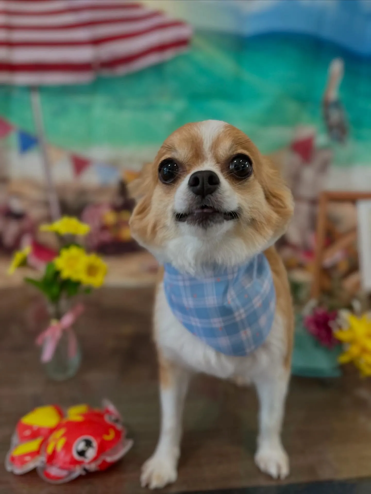 トリミングに来てくれたわんこたちです💖