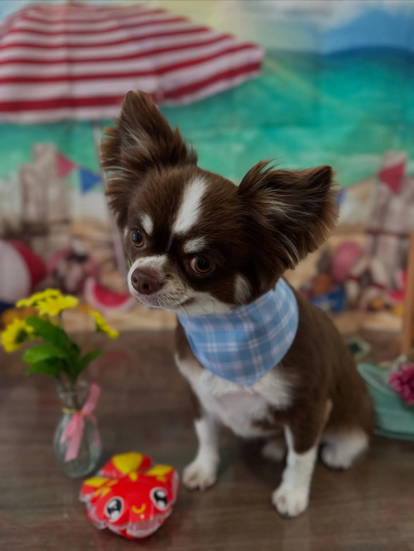 トリミングに来てくれたわんこたちです💖