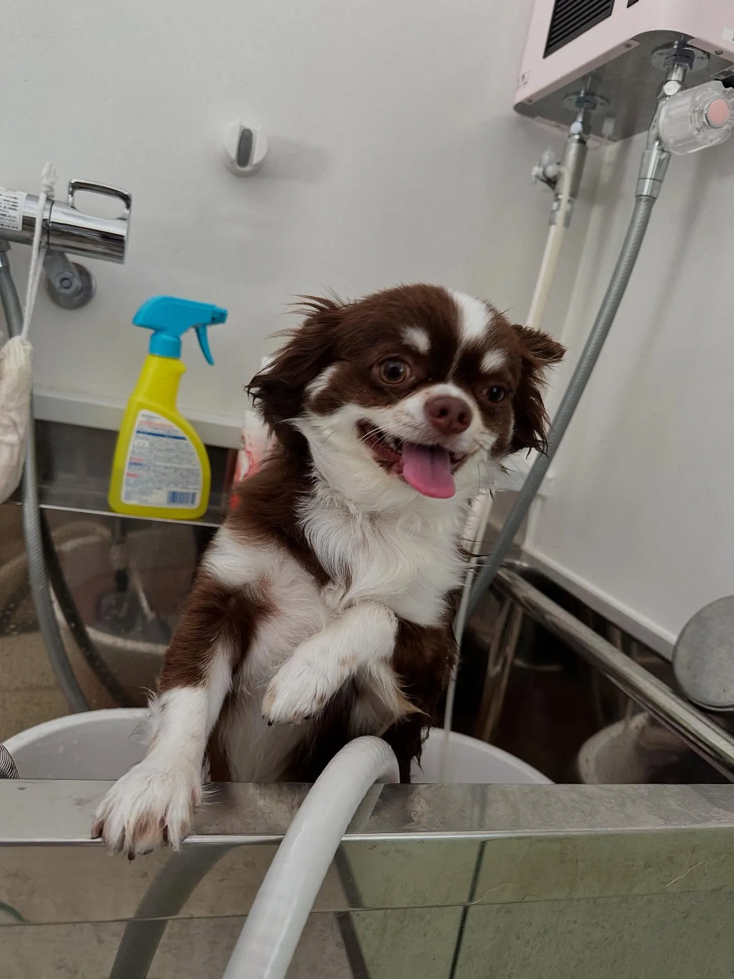 トリミングに来てくれたわんこたちです💖