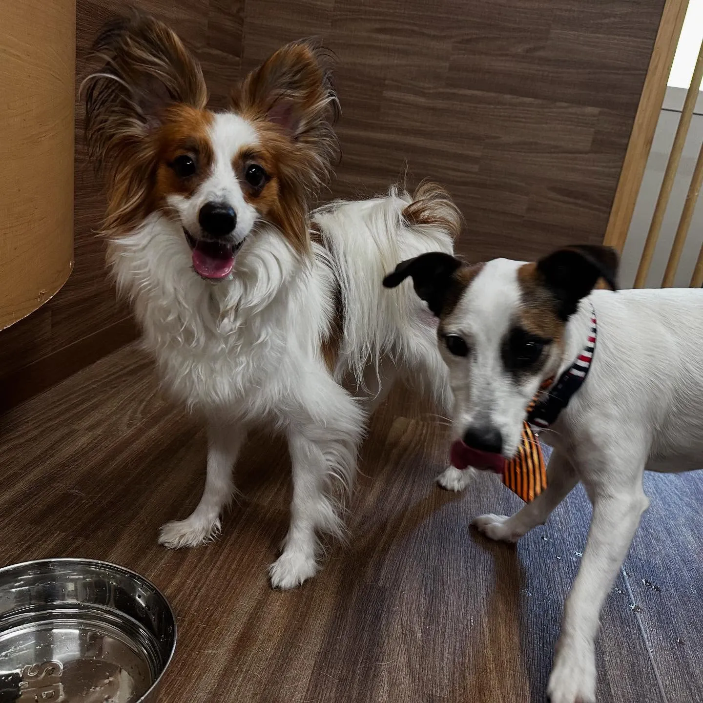 入会してくれたハルくんです☺️