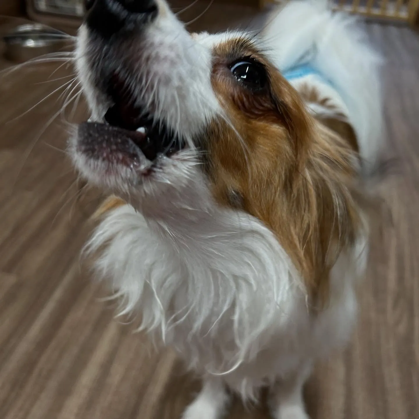 入会してくれたハルくんです☺️