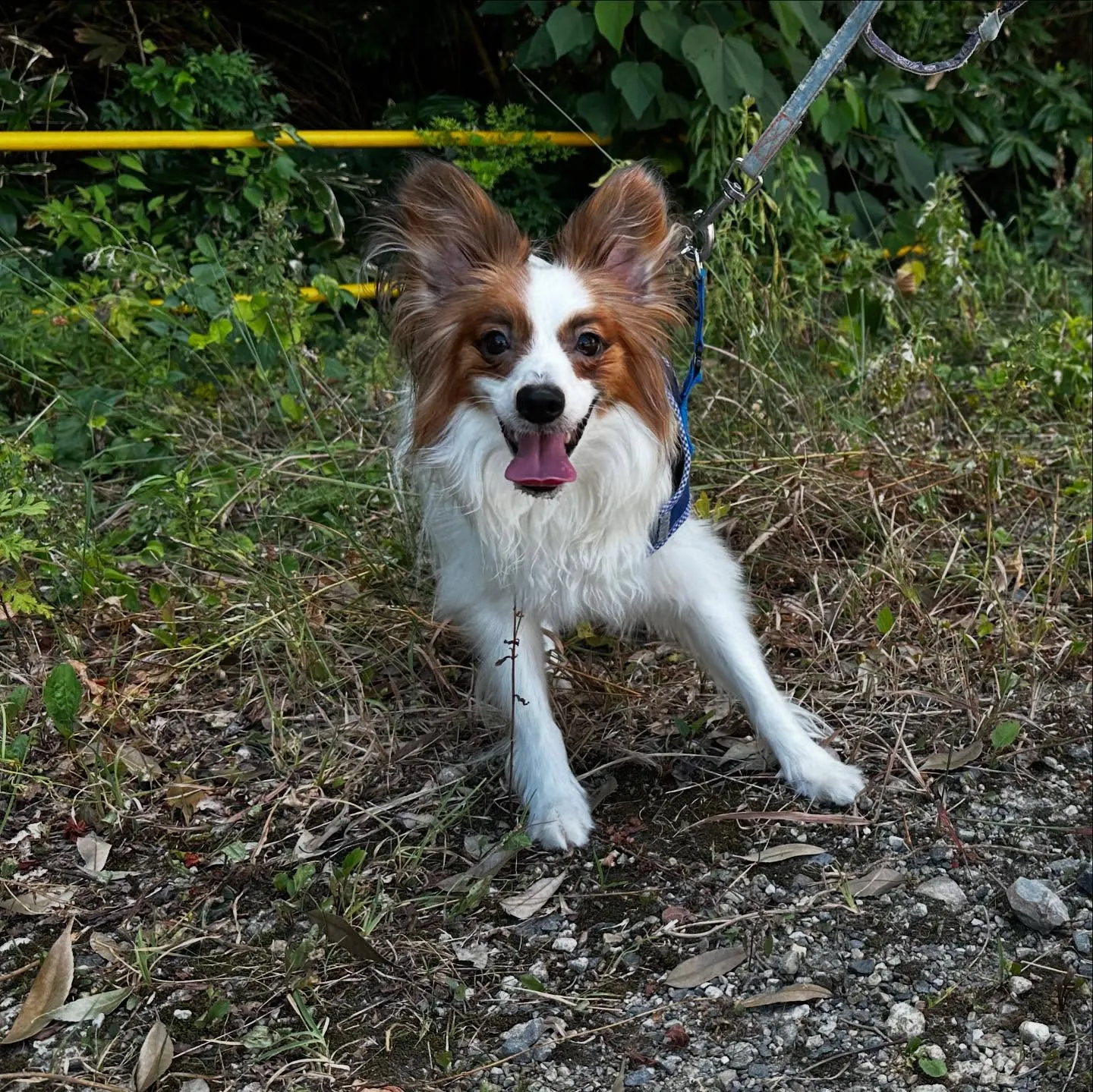 入会してくれたハルくんです☺️