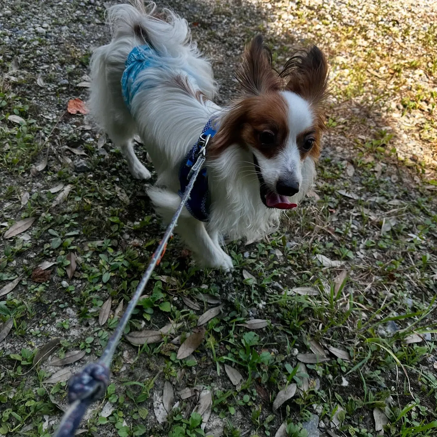 入会してくれたハルくんです☺️