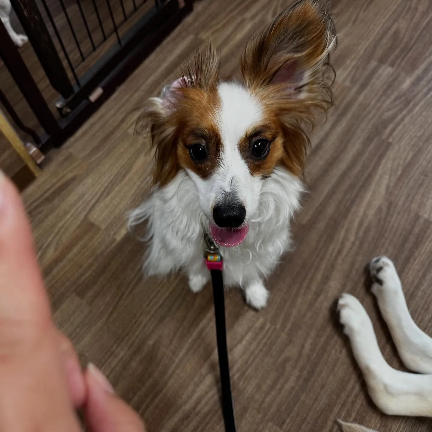 入会してくれたハルくんです☺️