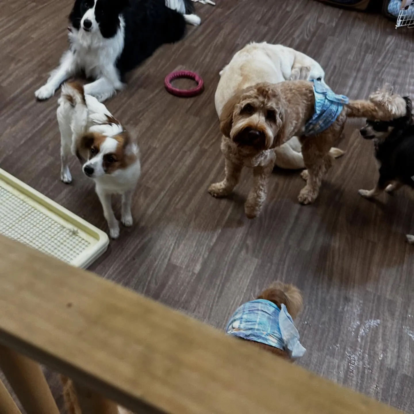 入会してくれたハルくんです☺️