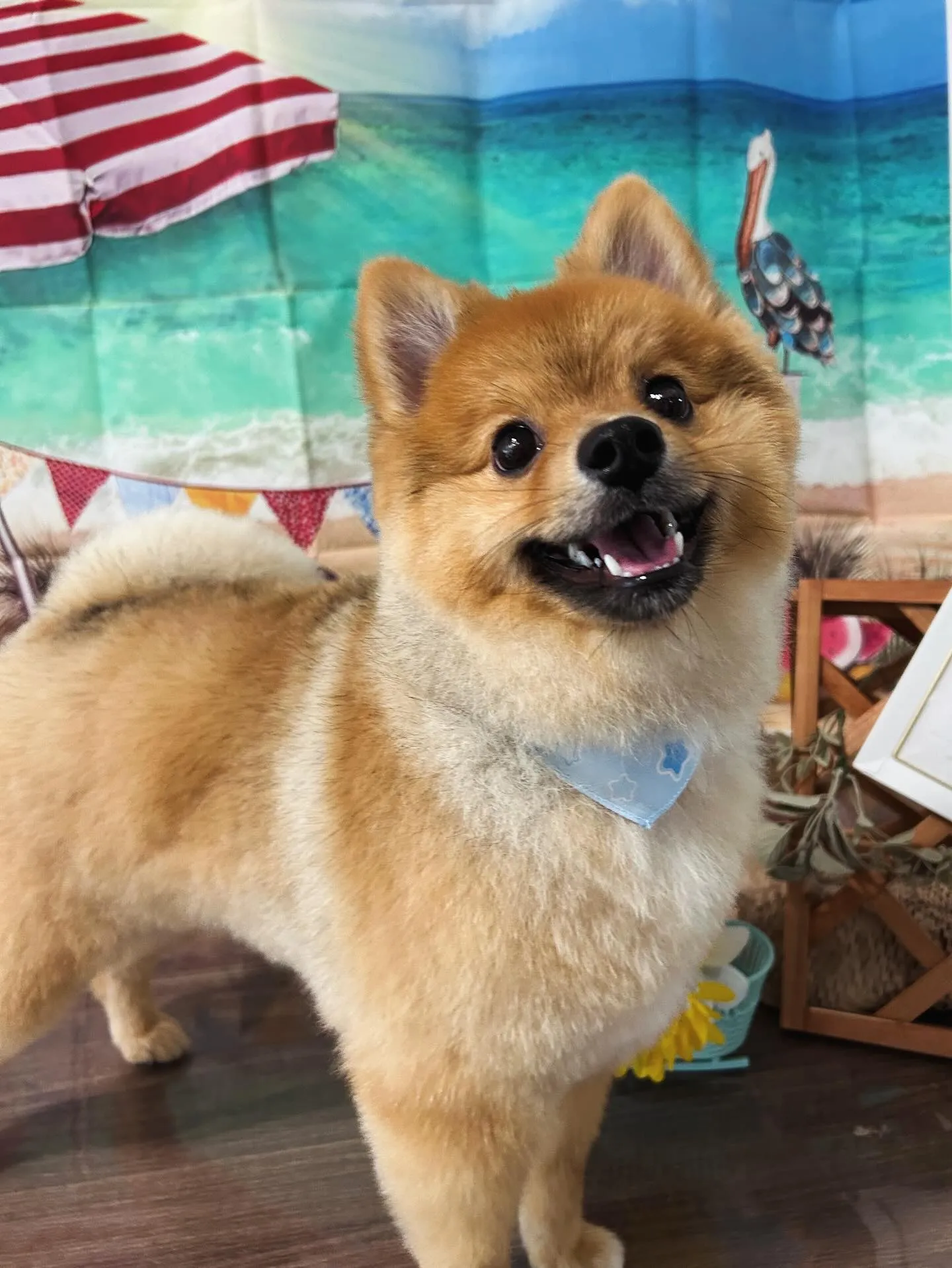 トリミングのセットメニューをご利用頂いたわんこたちです🎶