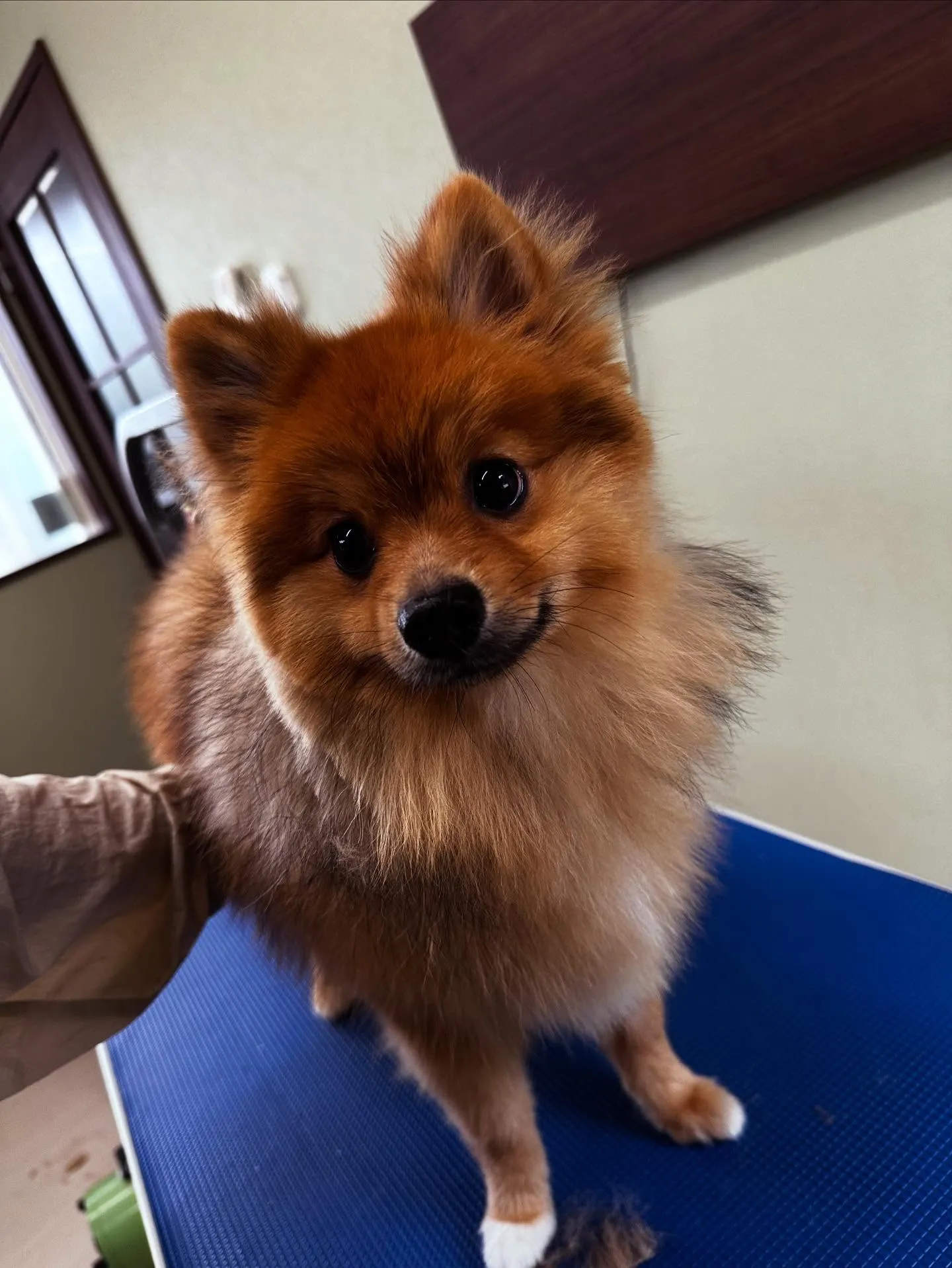 トリミングのセットメニューをご利用頂いたわんこたちです🎶