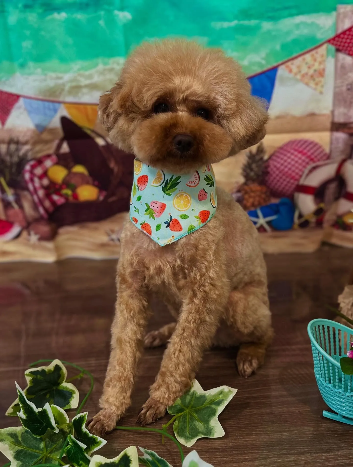 トリミングのセットメニューをご利用頂いたわんこたちです🎶