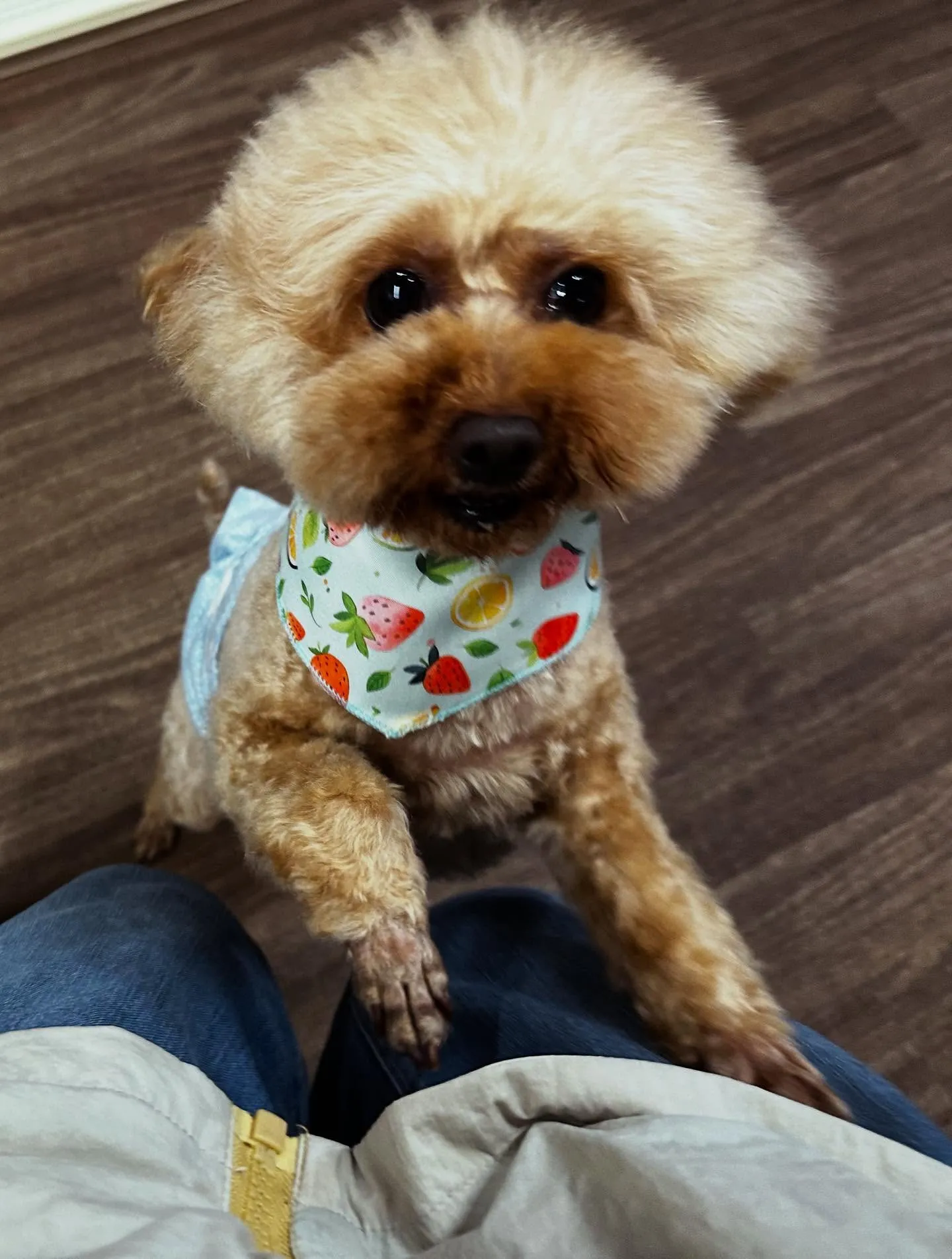 トリミングのセットメニューをご利用頂いたわんこたちです🎶