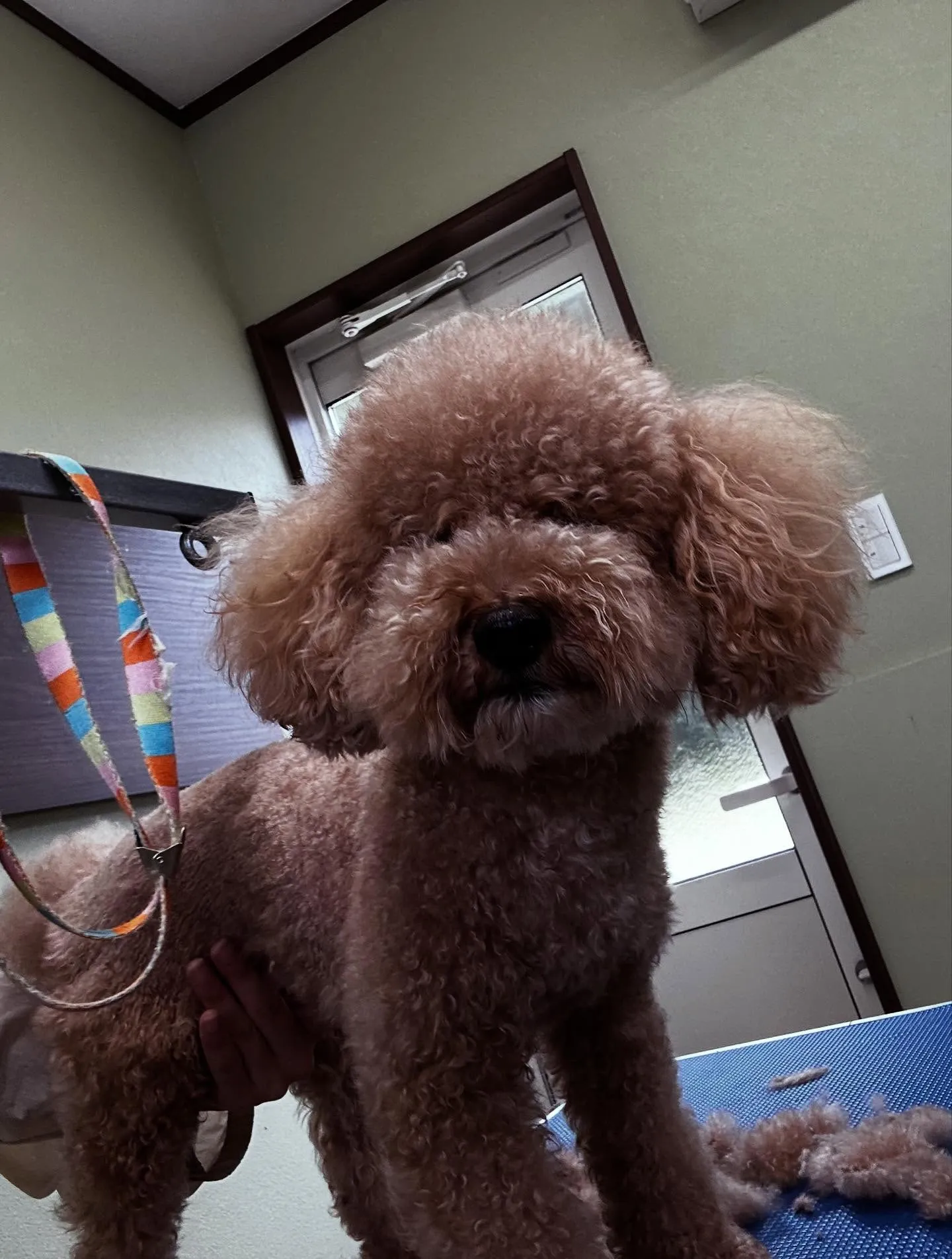 トリミングのセットメニューをご利用頂いたわんこたちです🎶