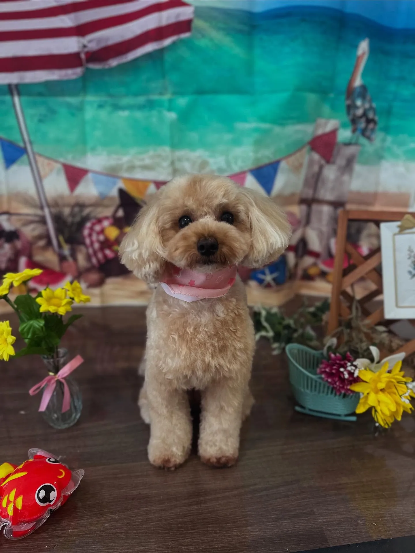 トリミングのセットメニューをご利用頂いたわんこたちです🎶