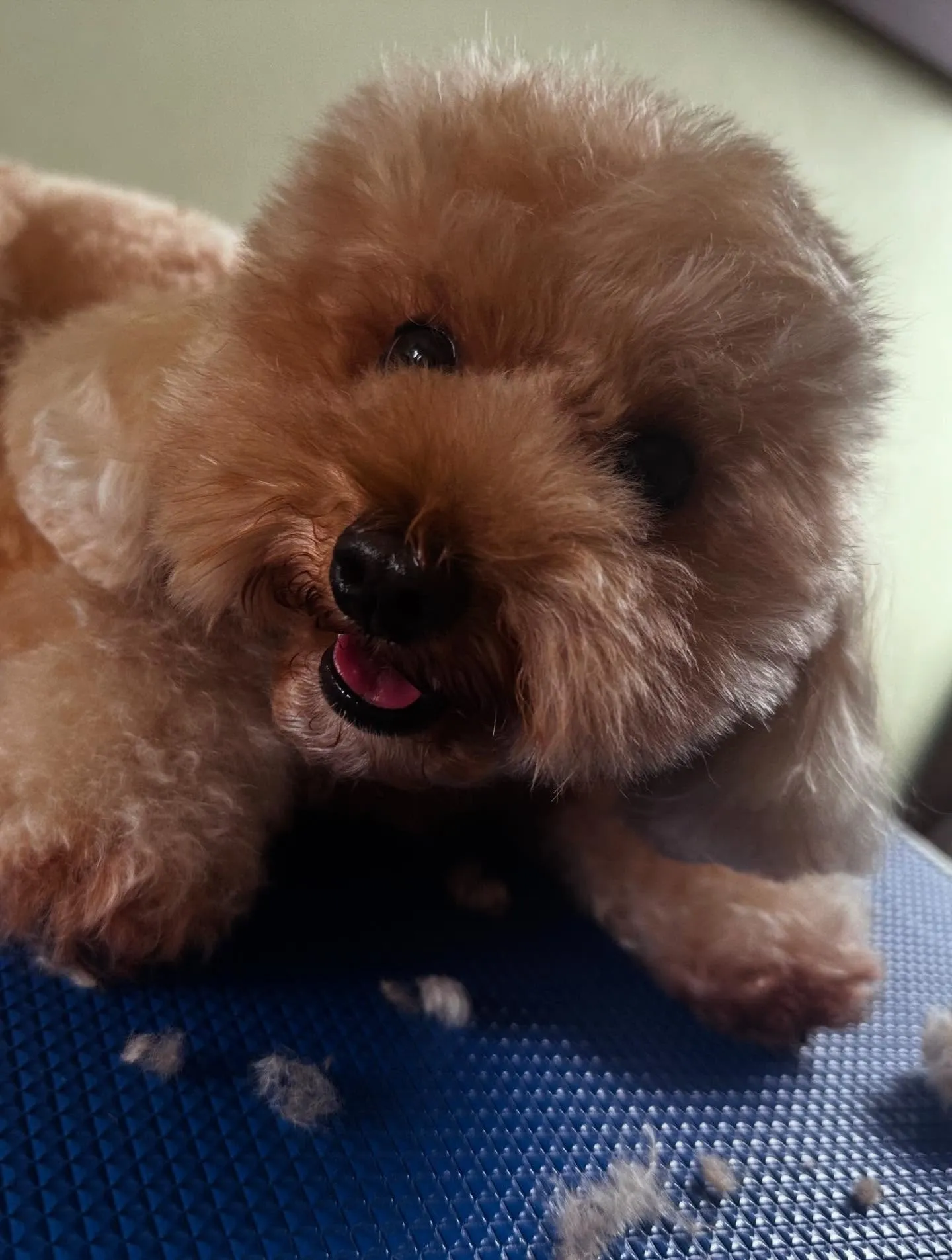 トリミングのセットメニューをご利用頂いたわんこたちです🎶