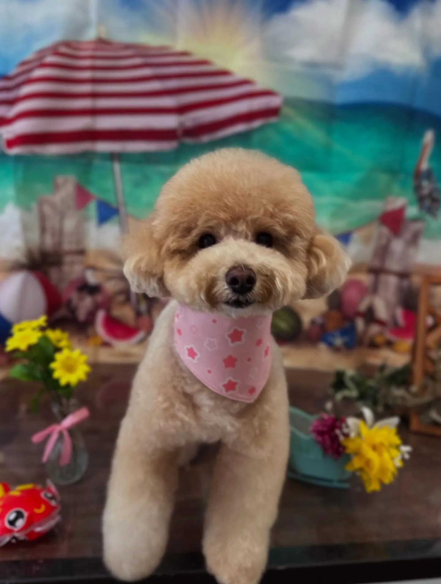 トリミングのセットメニューをご利用頂いたわんこたちです🎶