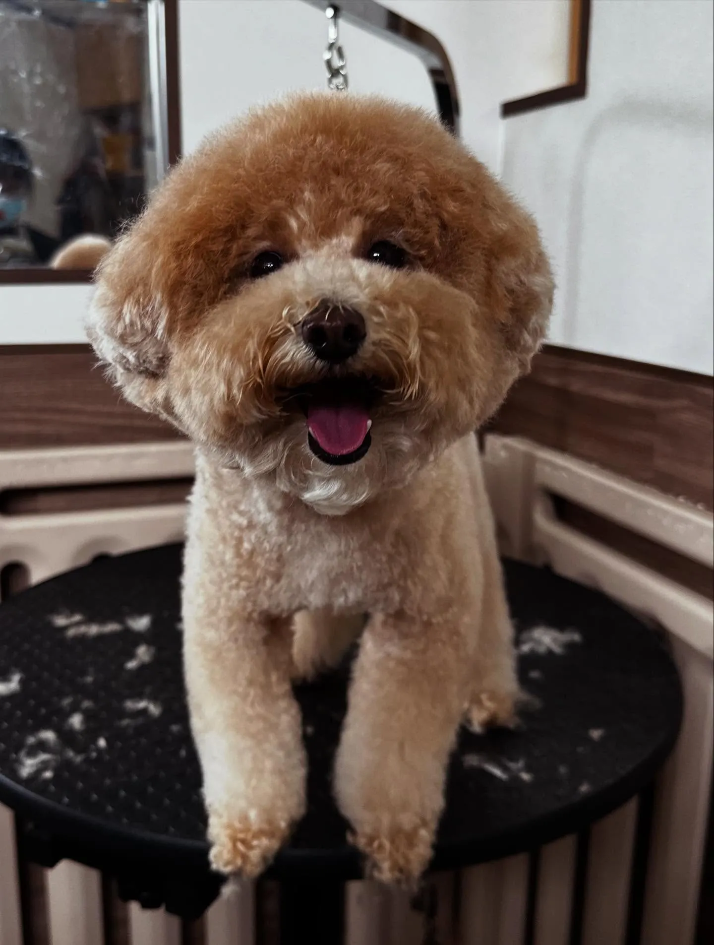 トリミングのセットメニューをご利用頂いたわんこたちです🎶