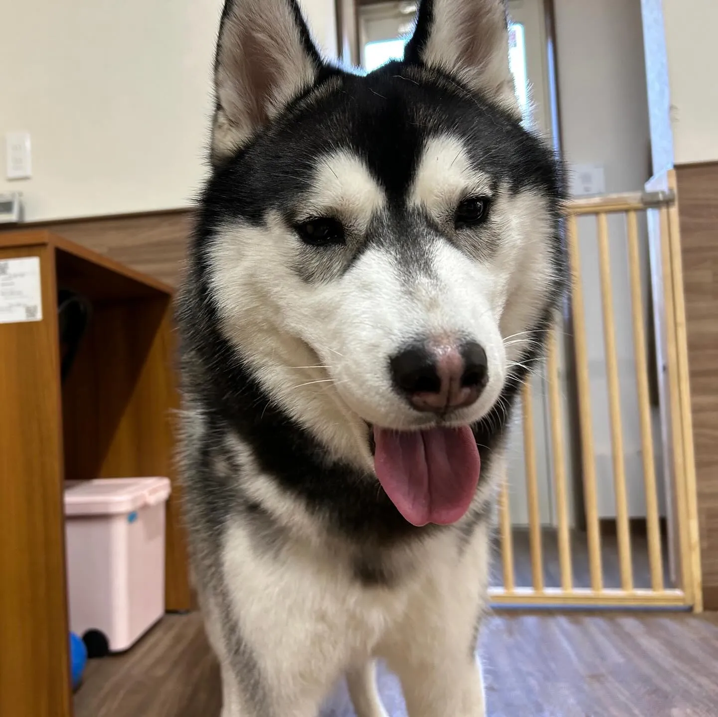 入会してくれた怜央くんです🐾