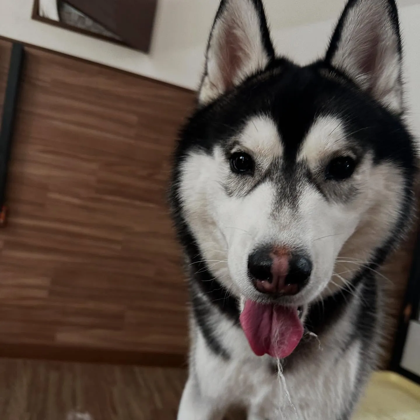 入会してくれた怜央くんです🐾