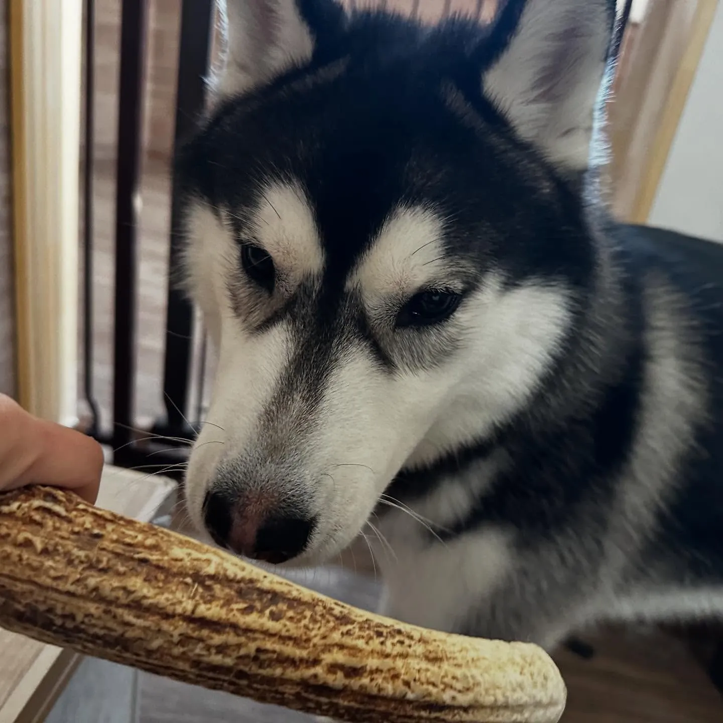 入会してくれた怜央くんです🐾
