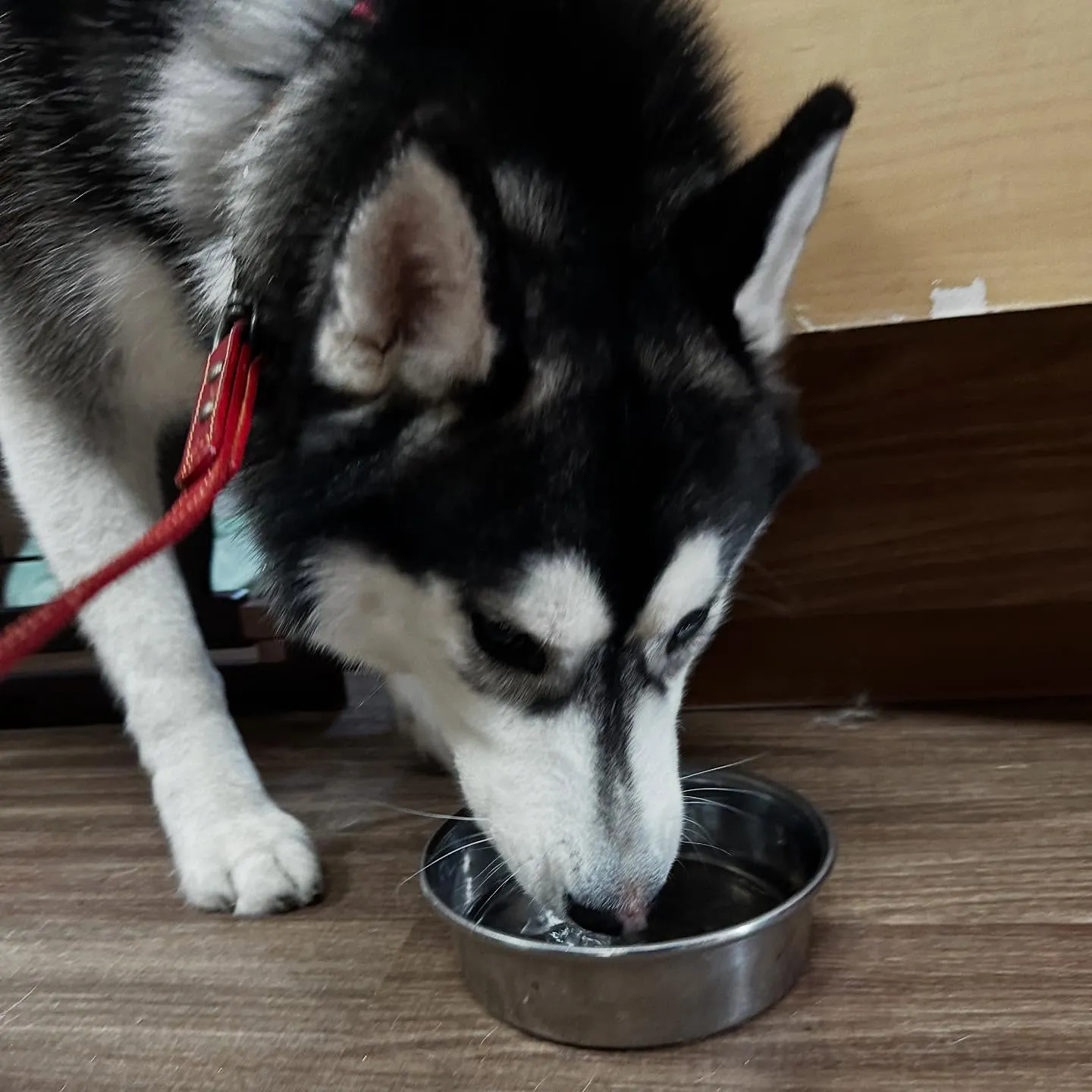 入会してくれた怜央くんです🐾