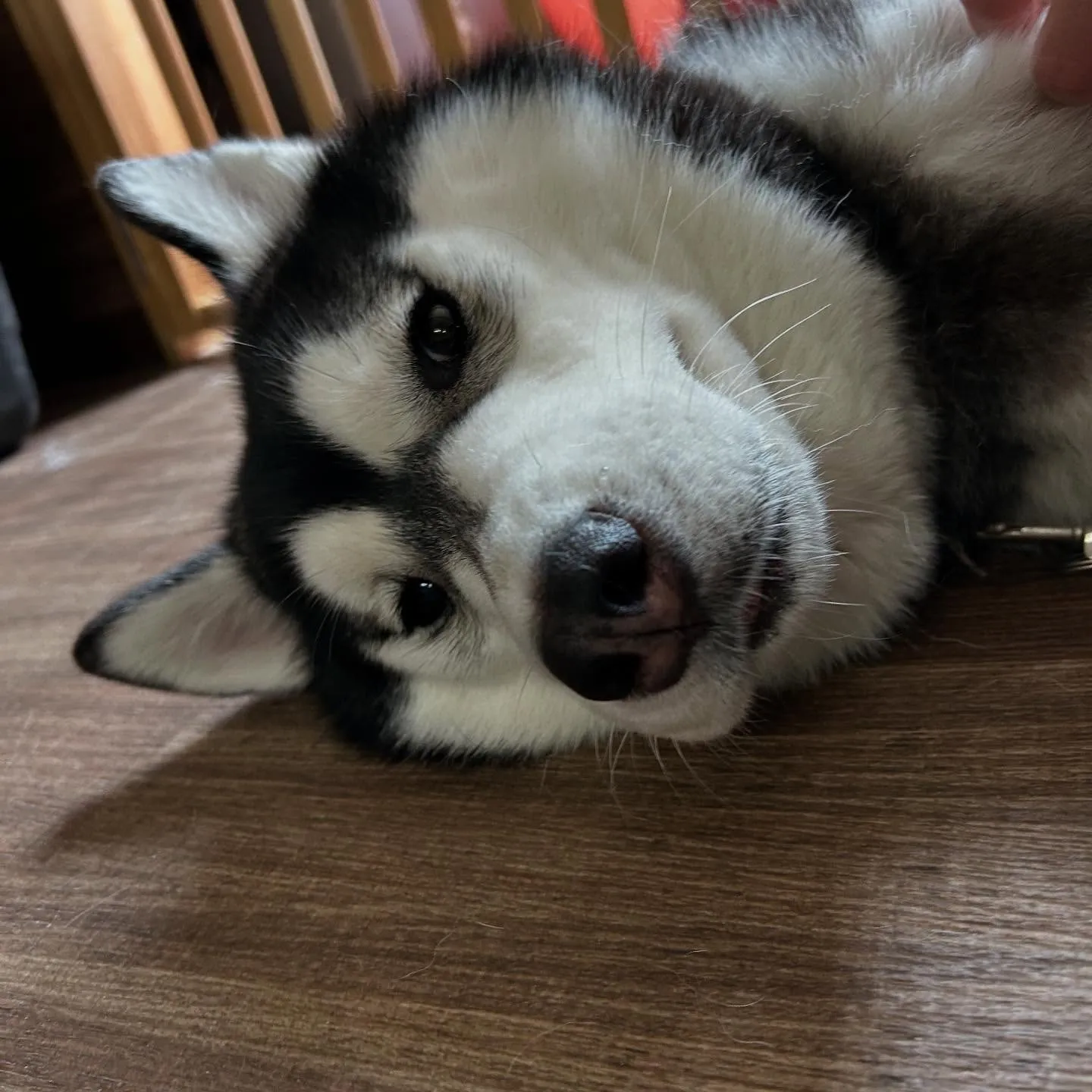 入会してくれた怜央くんです🐾