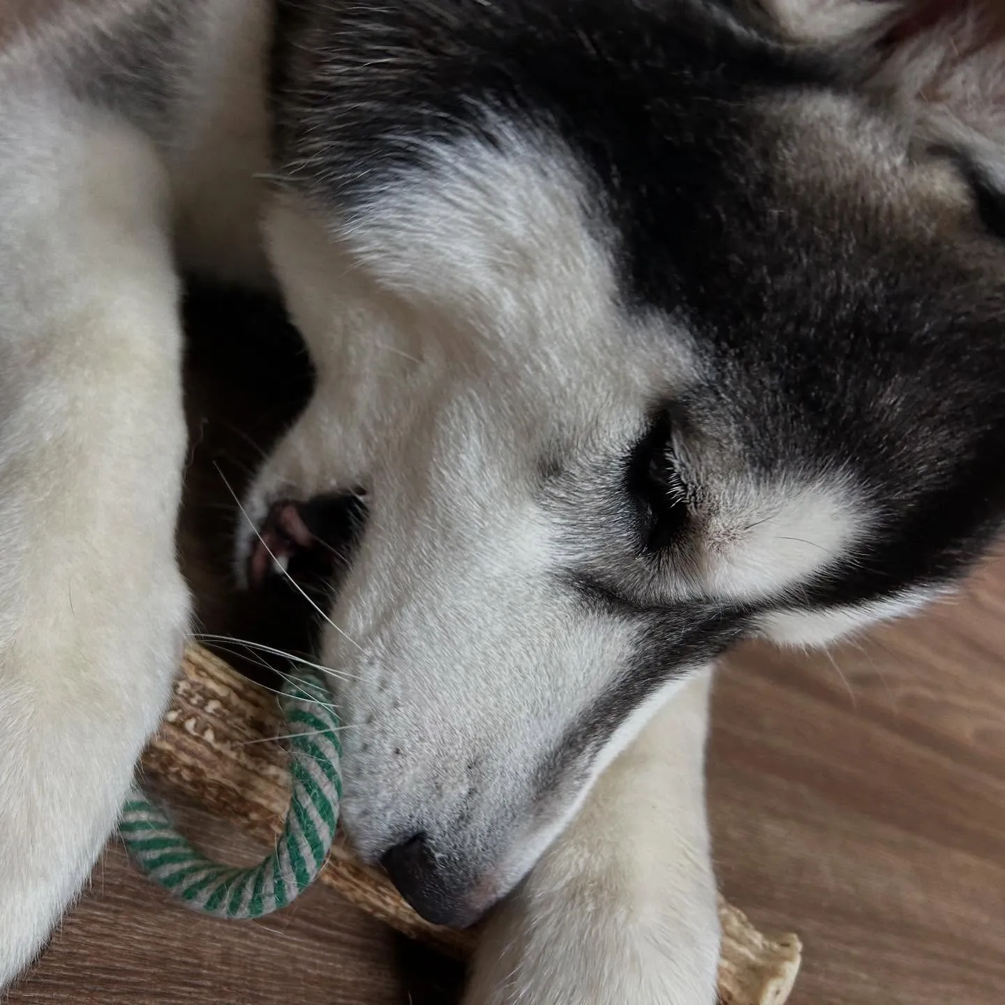 入会してくれた怜央くんです🐾