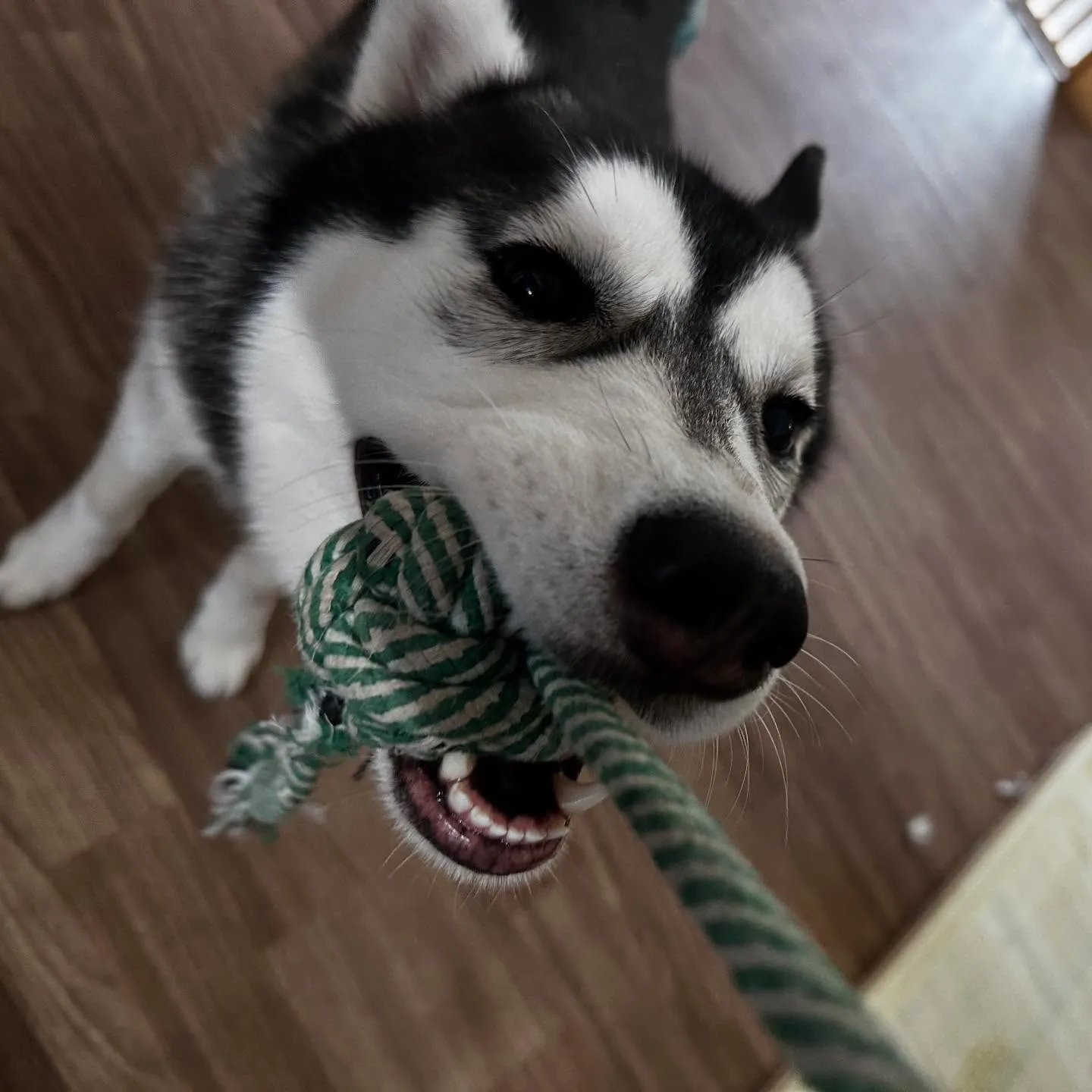 入会してくれた怜央くんです🐾