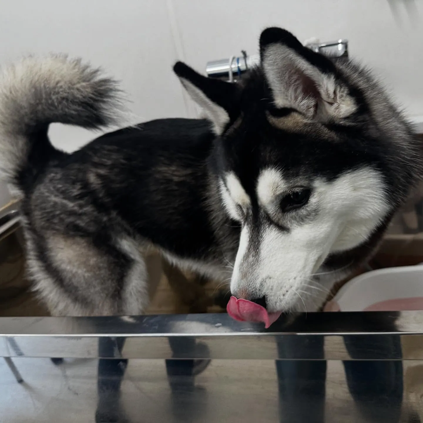 入会してくれた怜央くんです🐾