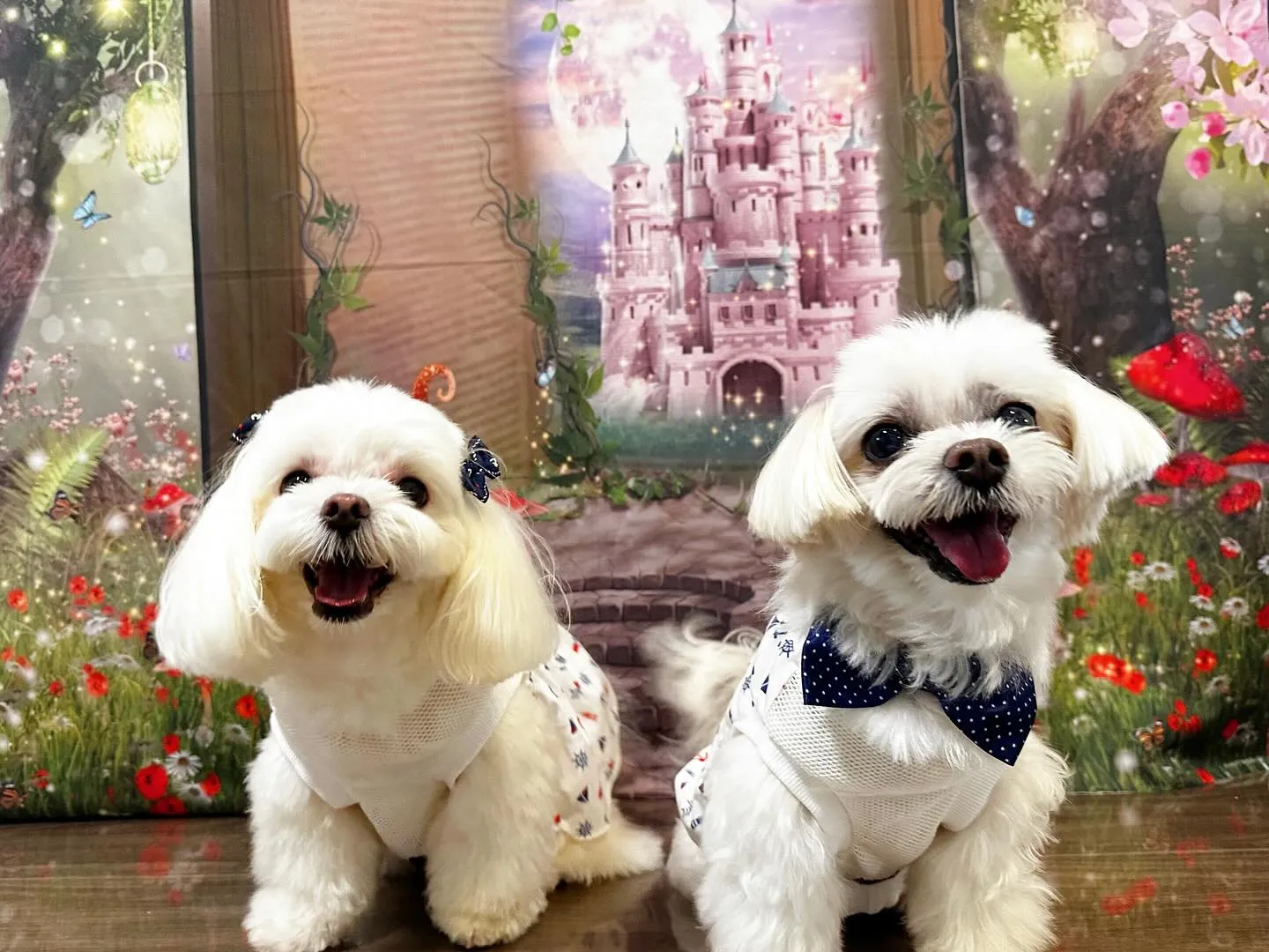 先日の写真撮影会イベントで注文頂いたおカバン