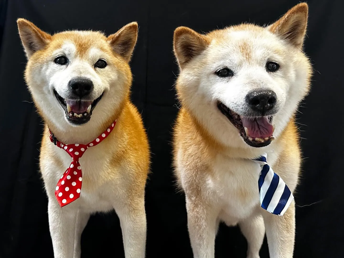 先日の写真撮影会イベントで注文頂いたおカバン