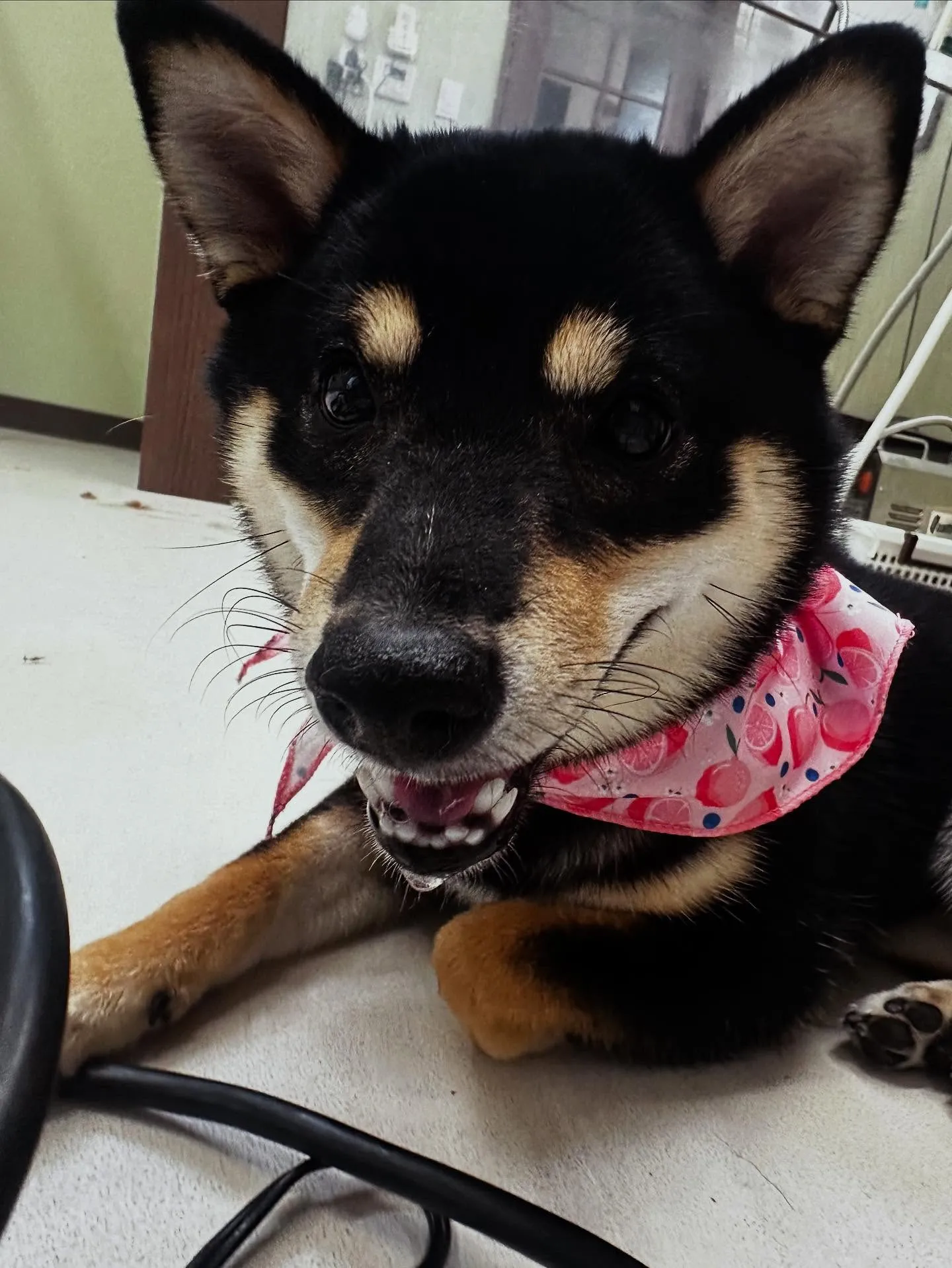 トリミングのセットメニューをご利用頂いたわんこたちです🌟