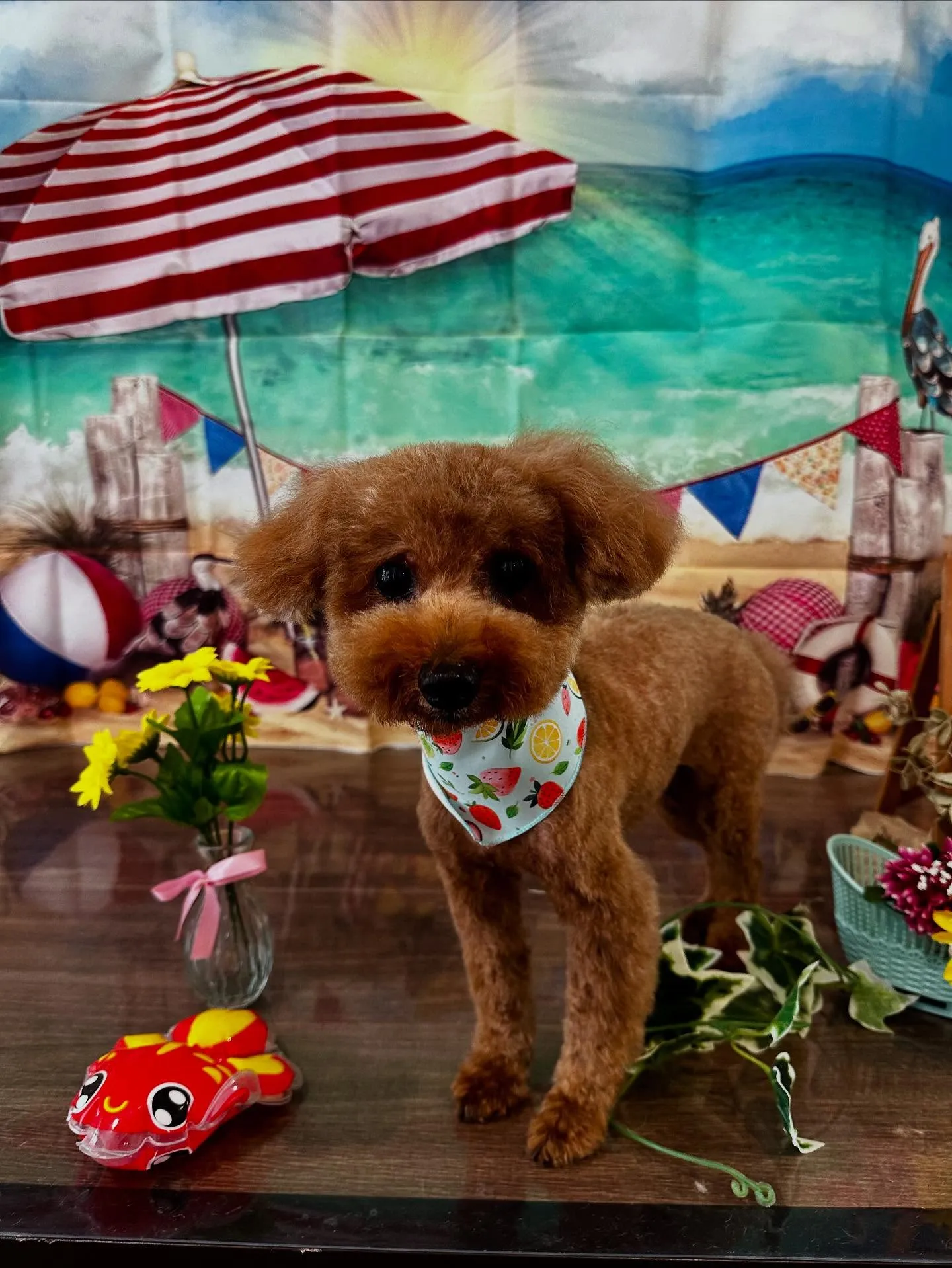 トリミングのセットメニューをご利用頂いたわんこたちです🌟