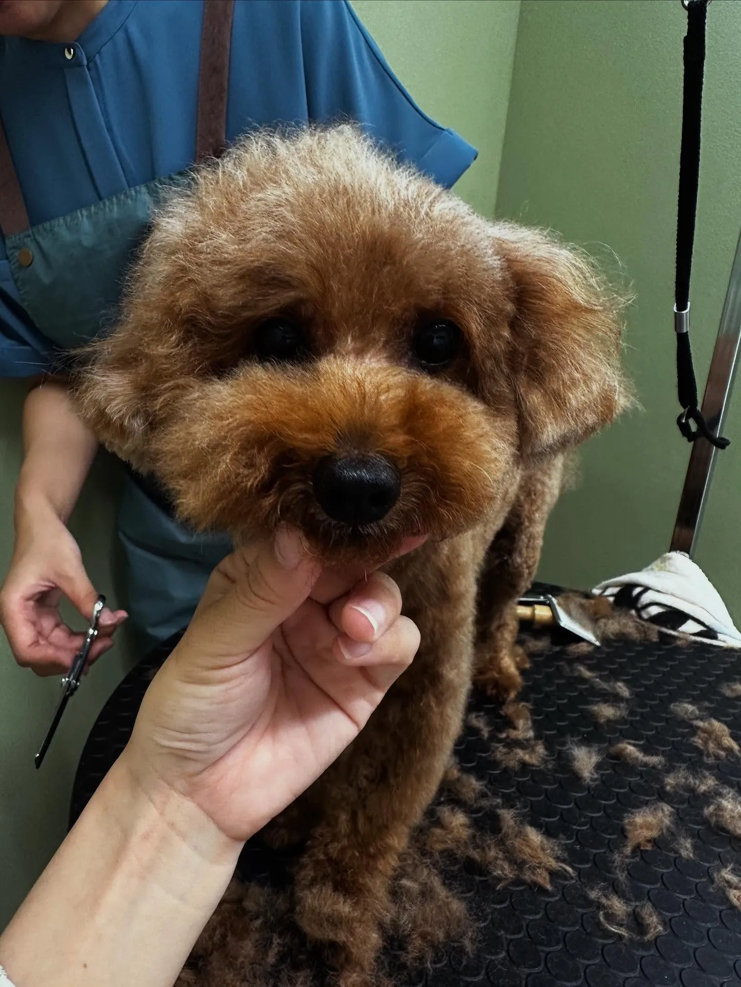 トリミングのセットメニューをご利用頂いたわんこたちです🌟