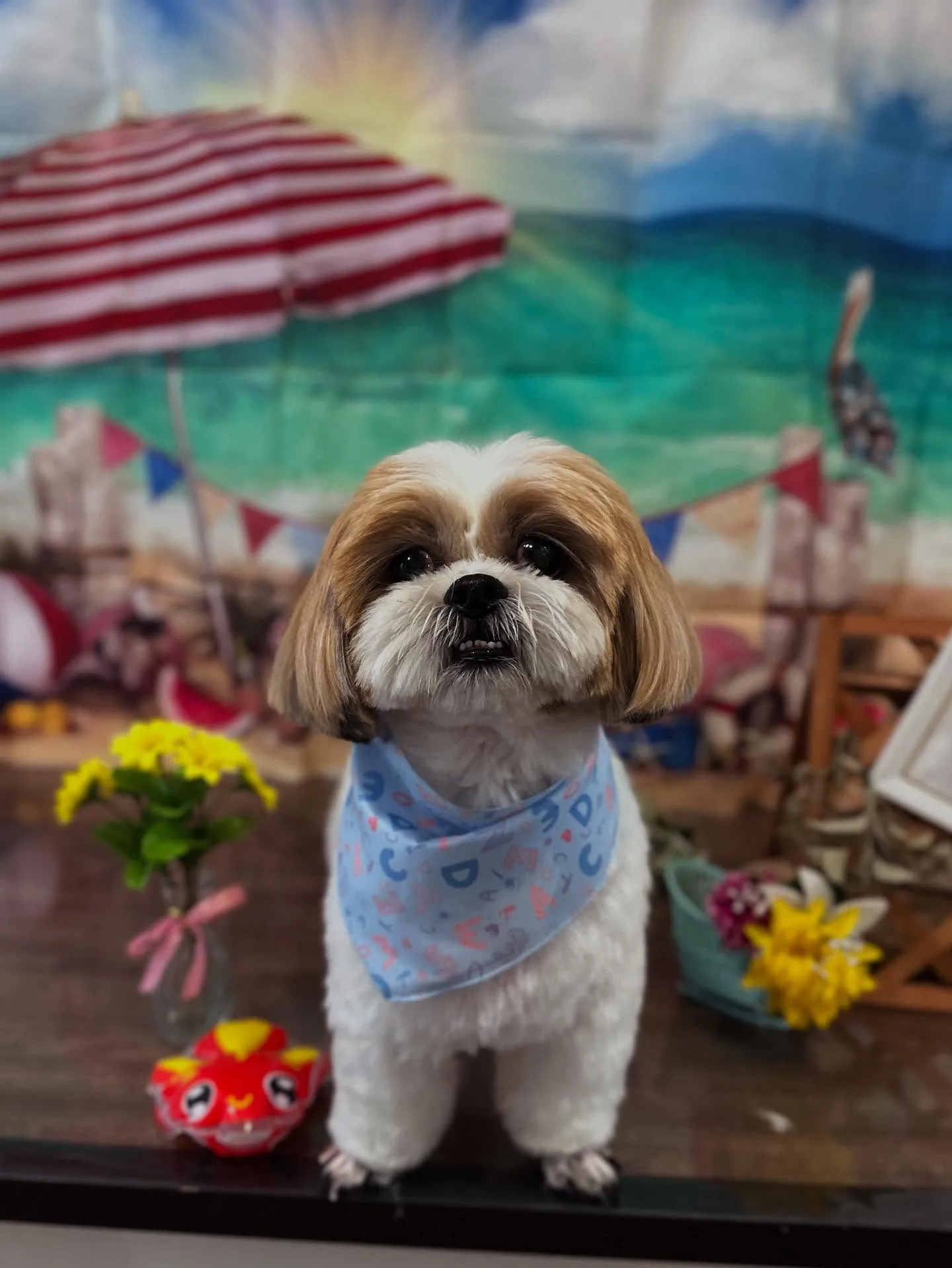 トリミングのセットメニューをご利用頂いたわんこたちです🌟