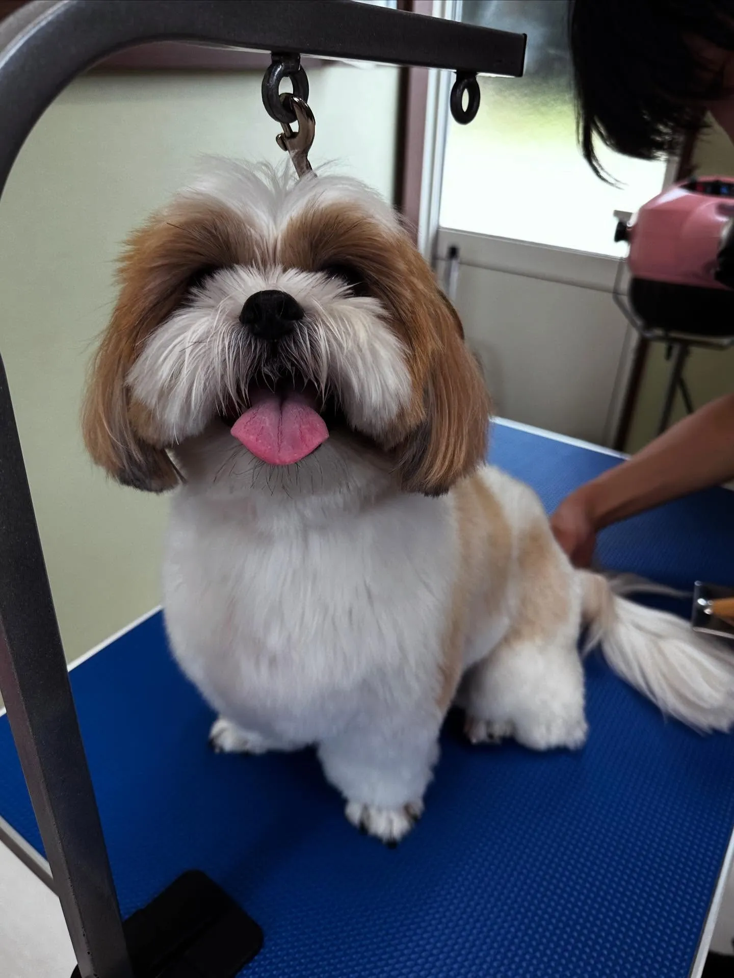 トリミングのセットメニューをご利用頂いたわんこたちです🌟