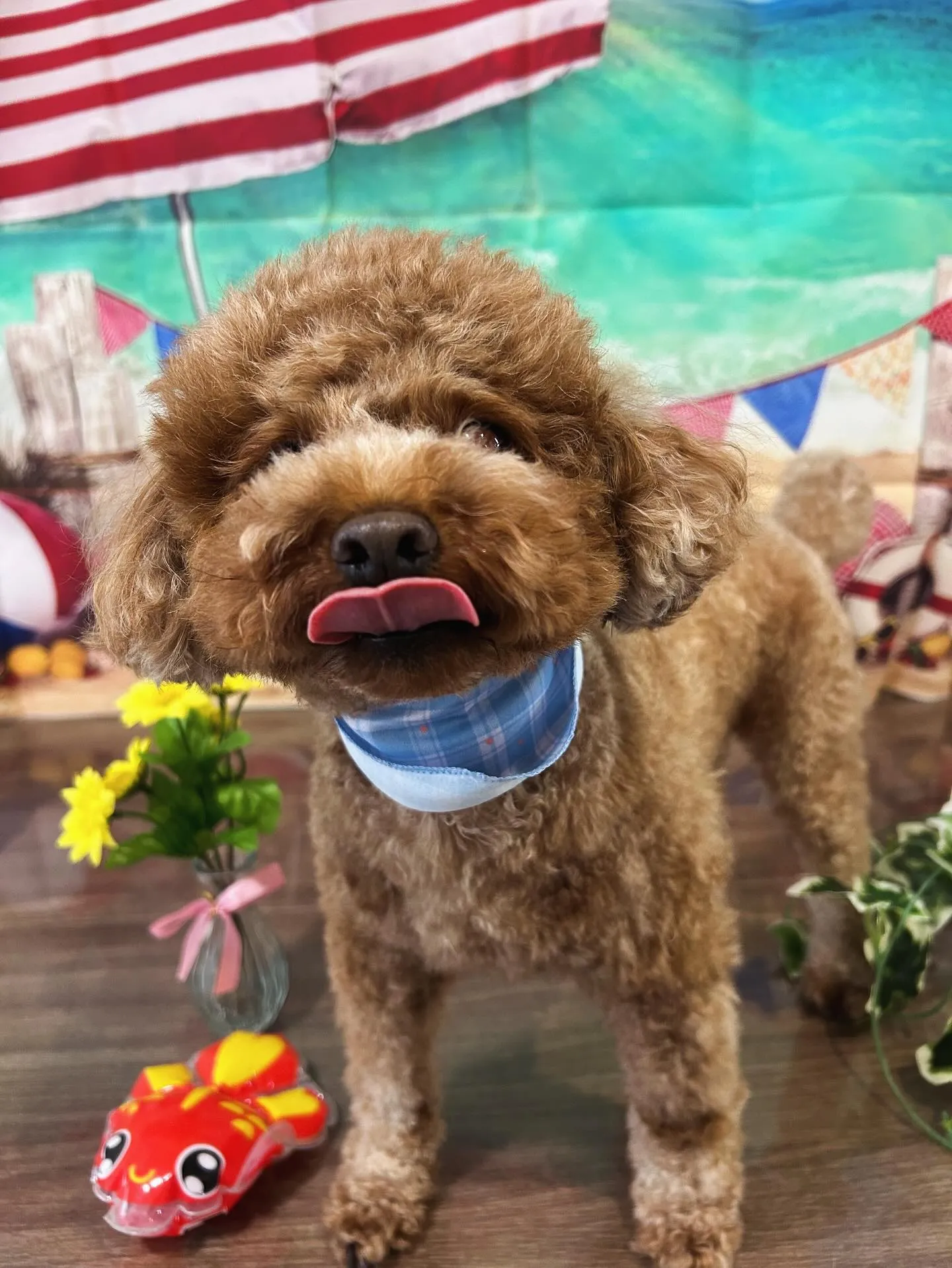 トリミングのセットメニューをご利用頂いたわんこたちです🌟