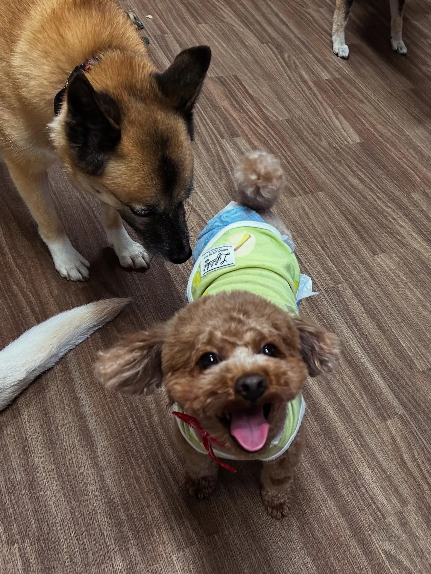 トリミングのセットメニューをご利用頂いたわんこたちです🌟