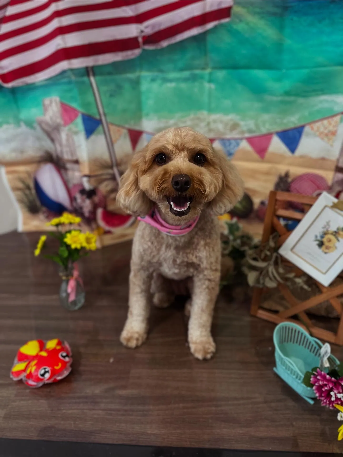 トリミングのセットメニューをご利用頂いたわんこたちです🌟