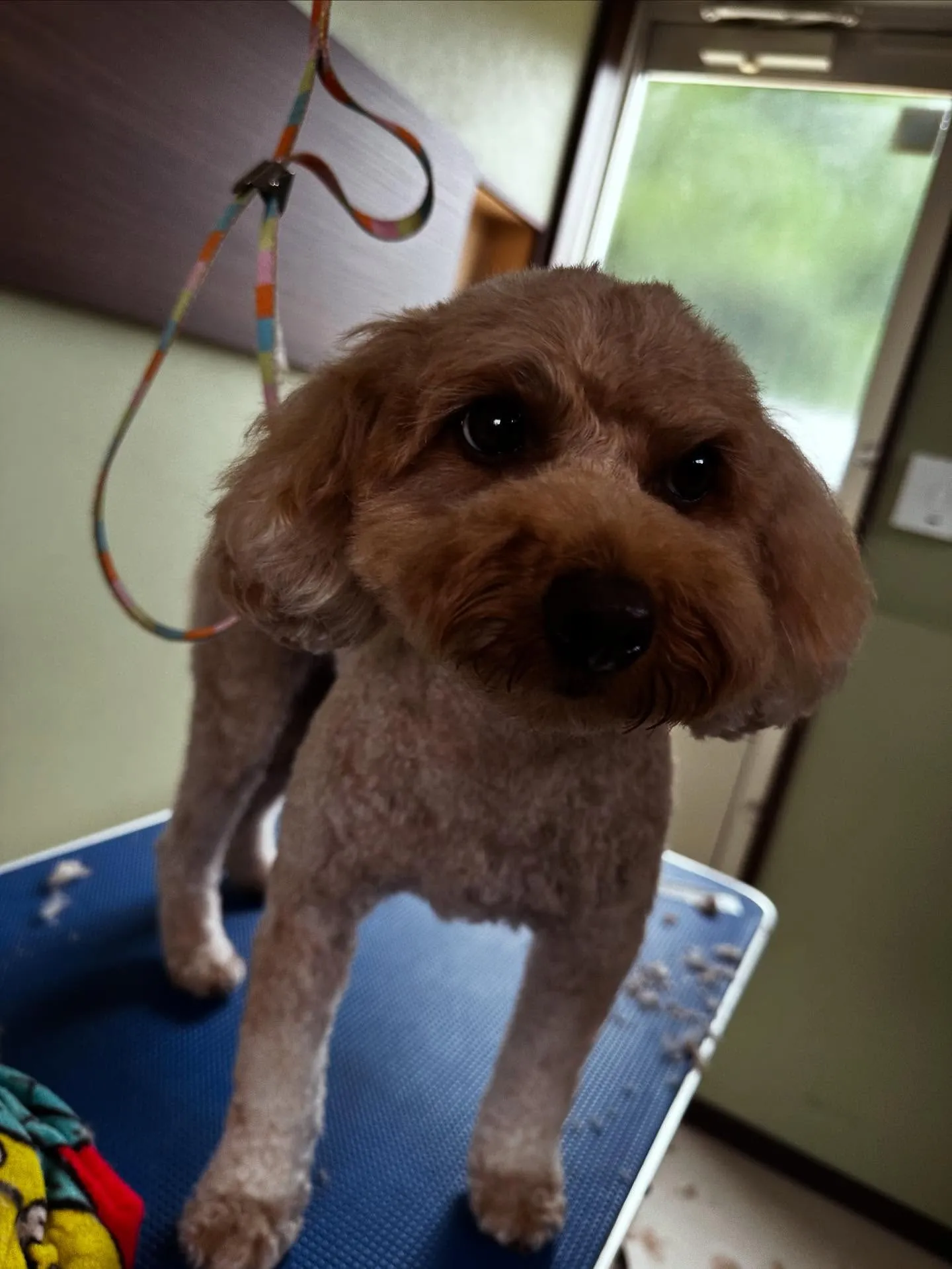 トリミングのセットメニューをご利用頂いたわんこたちです🌟