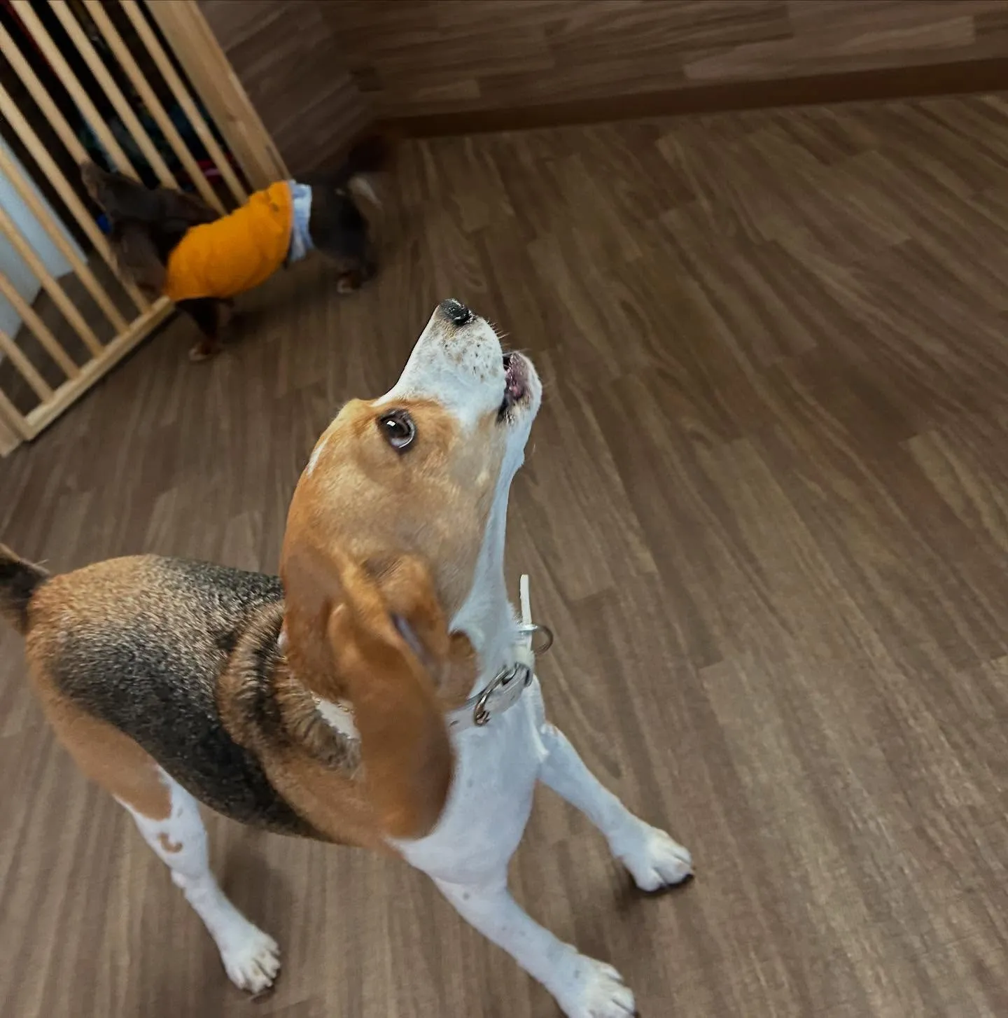 入会してくれたみらいちゃんです💕