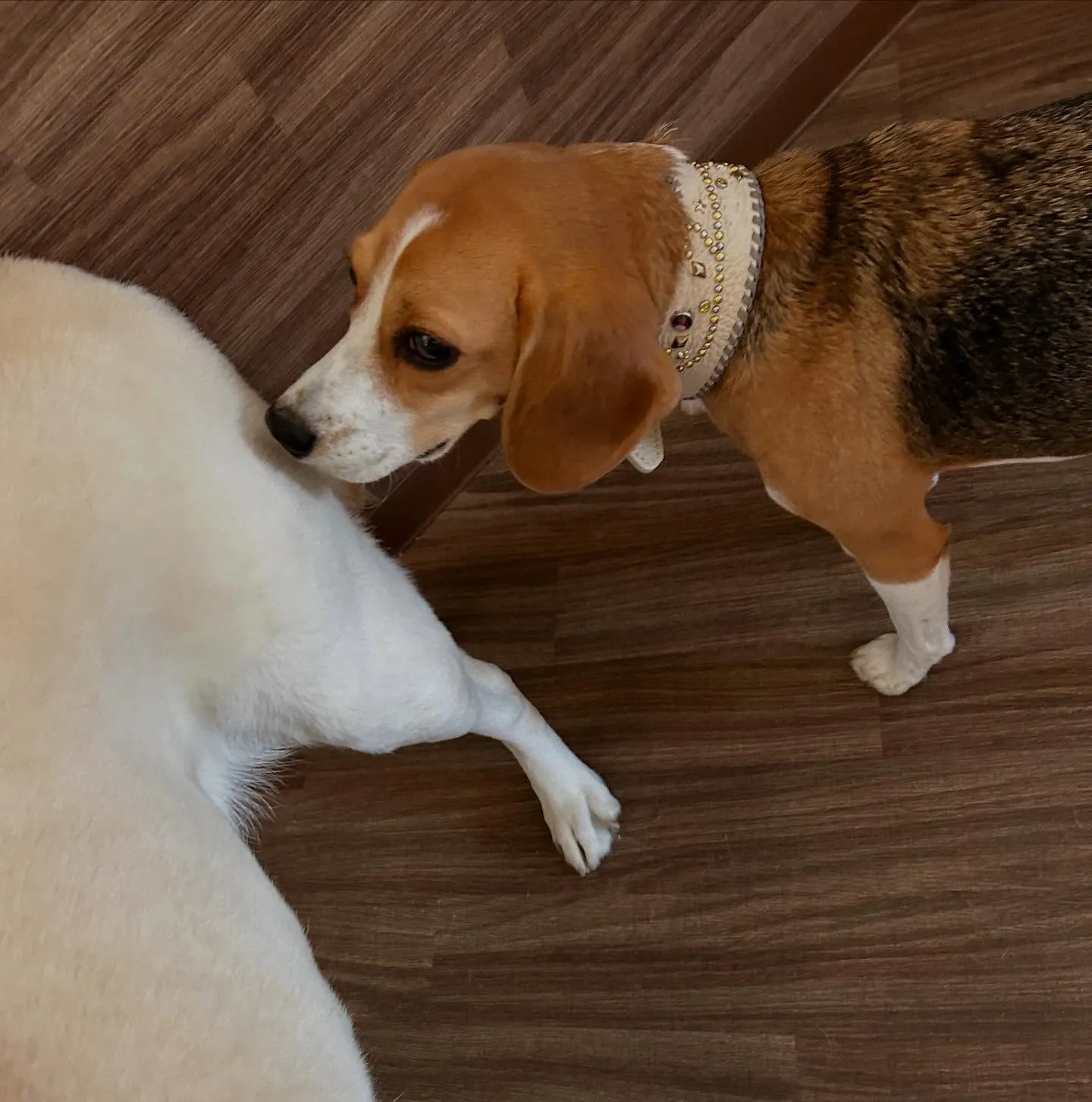 入会してくれたみらいちゃんです💕