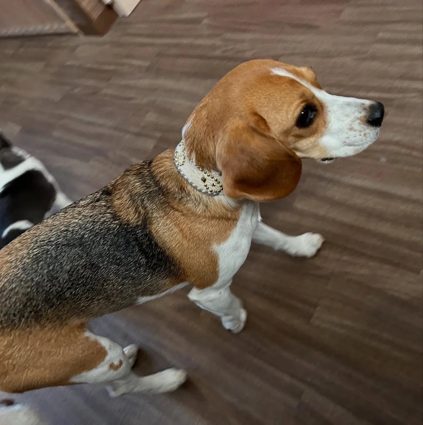 入会してくれたみらいちゃんです💕