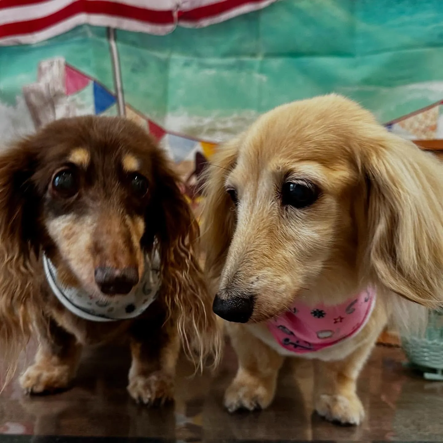 トリミングをご利用頂いたわんこたちです🎶