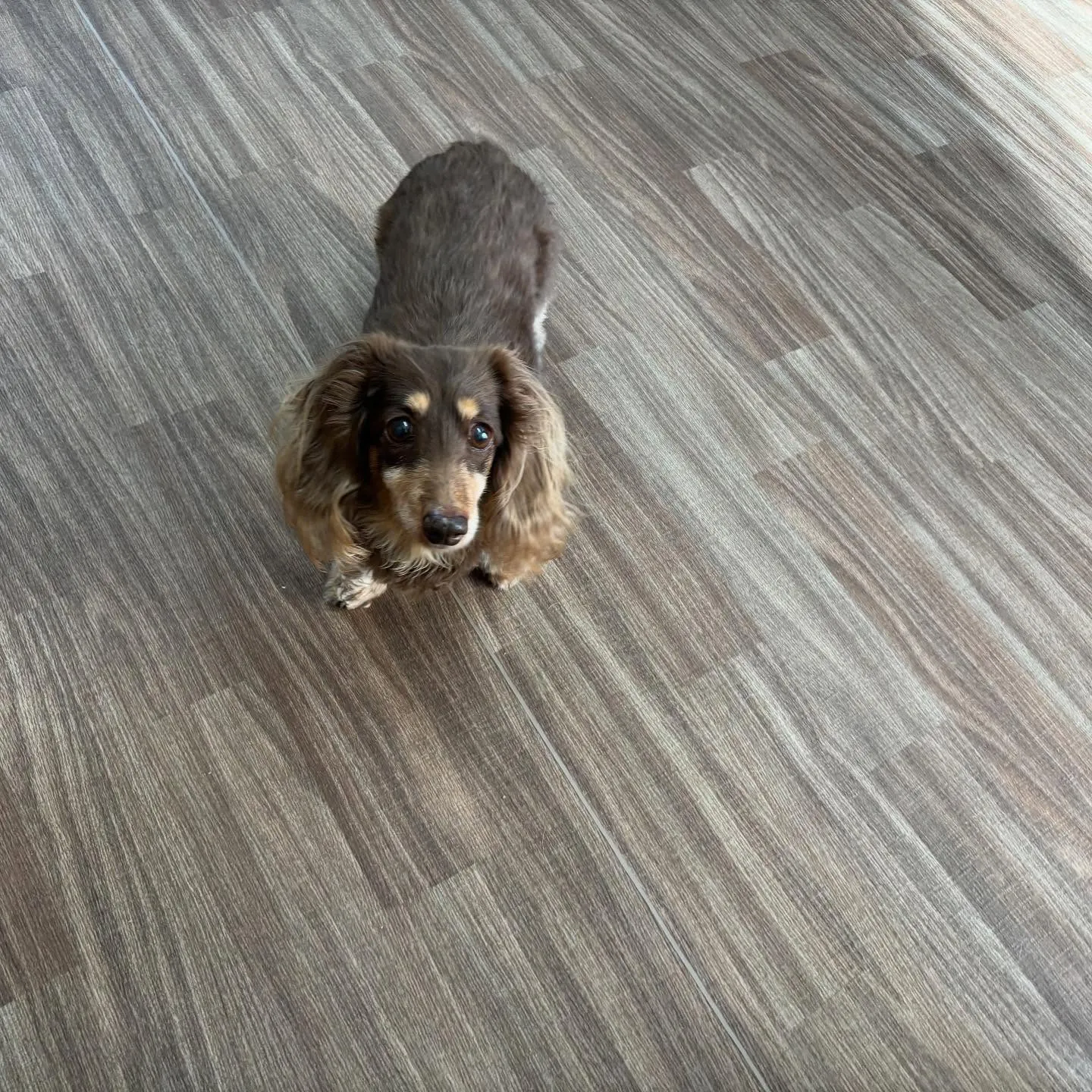 トリミングをご利用頂いたわんこたちです🎶