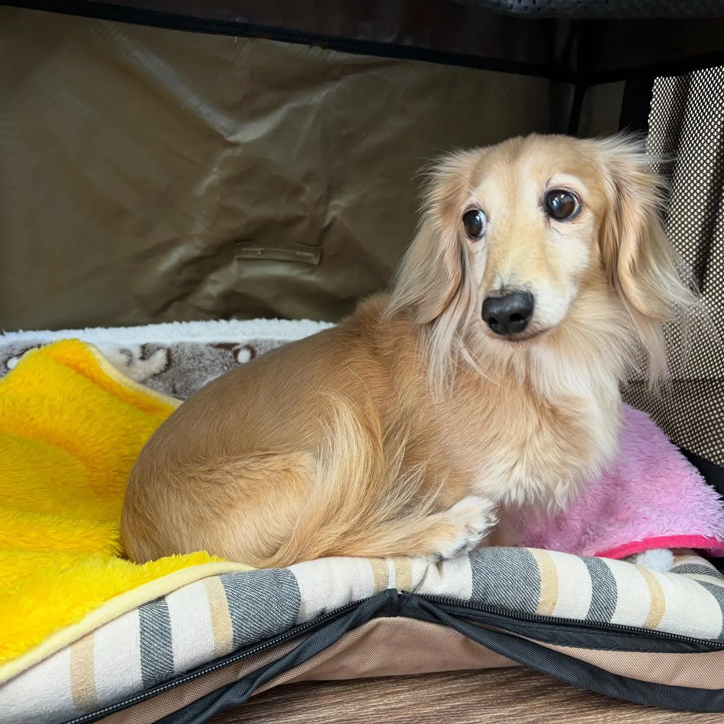 トリミングをご利用頂いたわんこたちです🎶