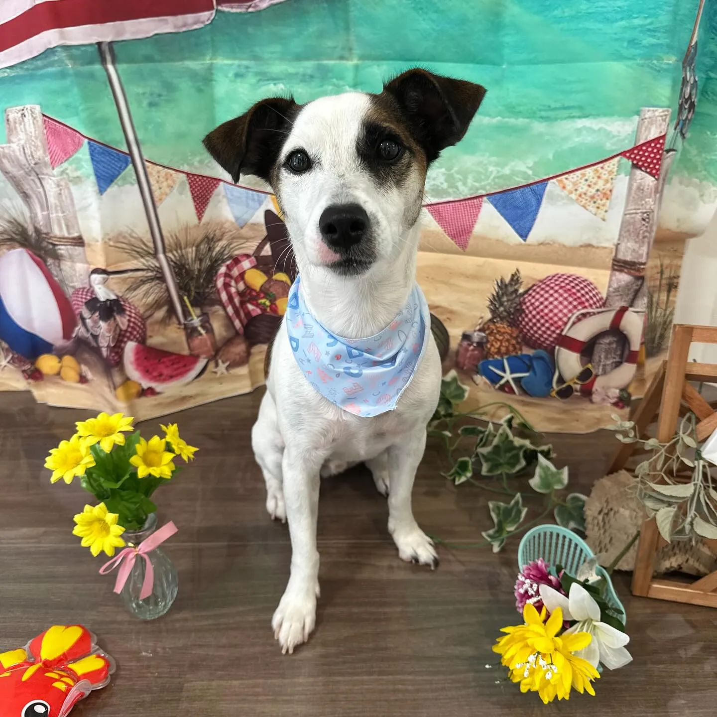 トリミングをご利用頂いたわんこたちです🎶