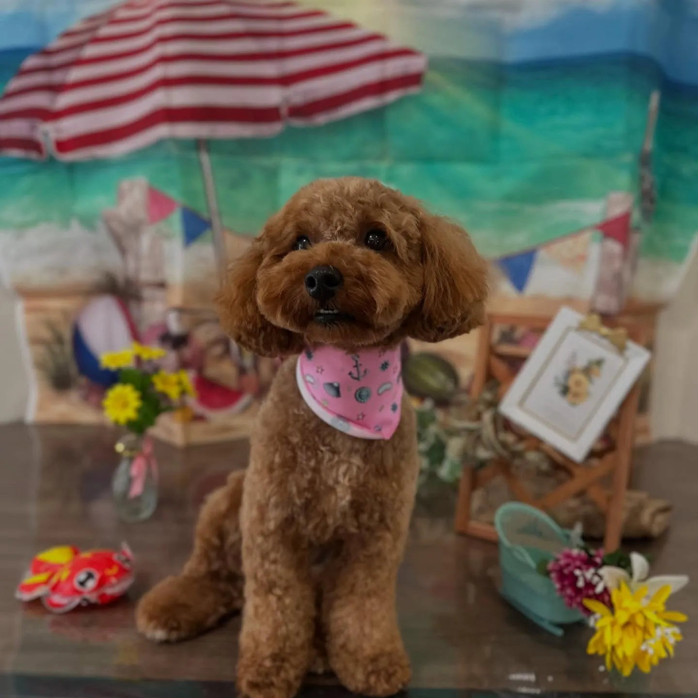 トリミングをご利用頂いたわんこたちです🎶