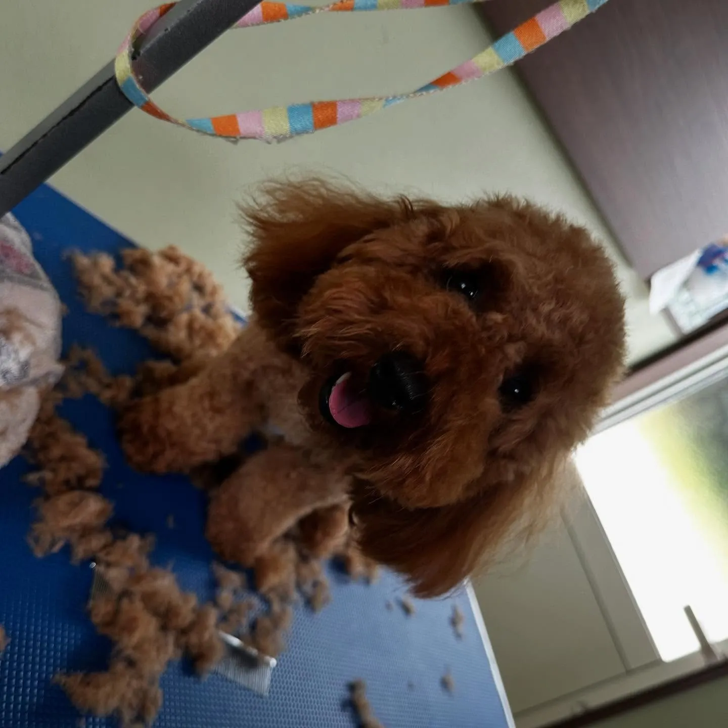 トリミングをご利用頂いたわんこたちです🎶