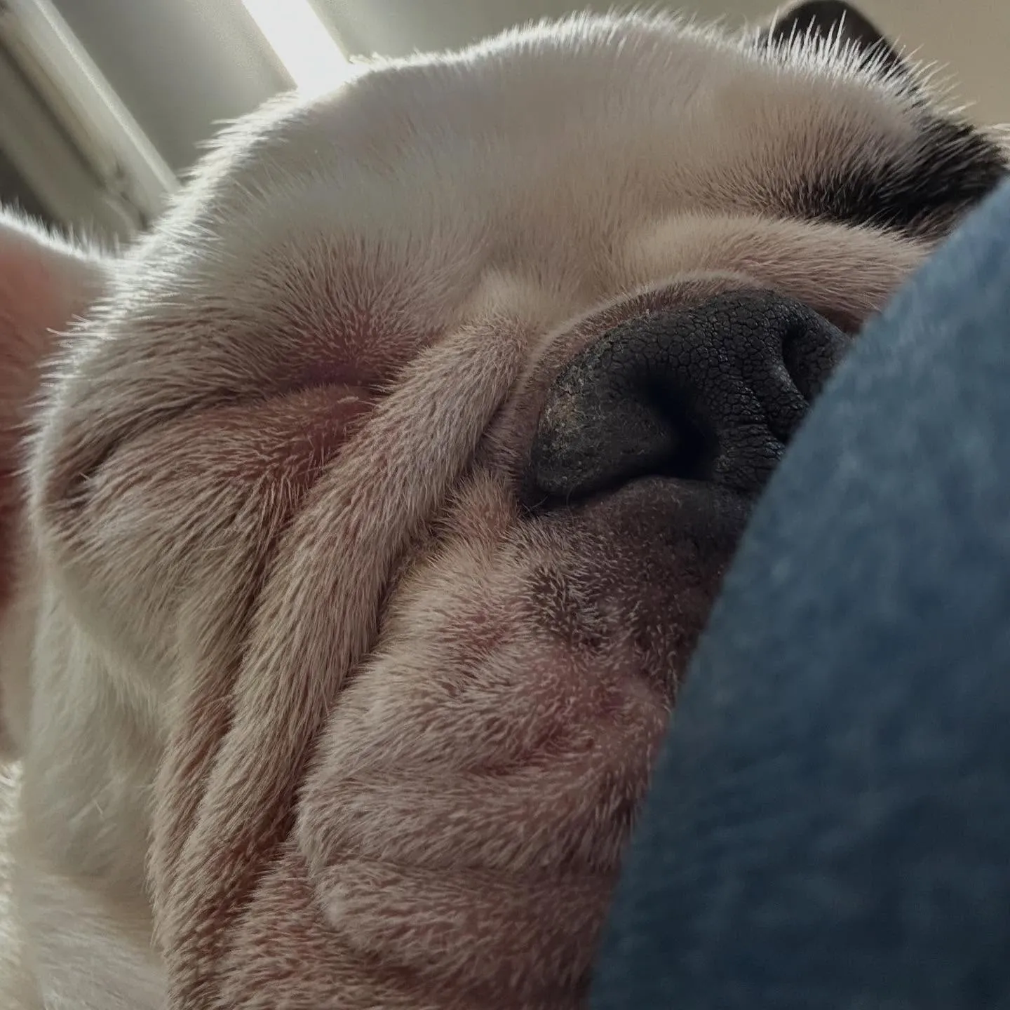 入会してくれたソフィアちゃんです❣️