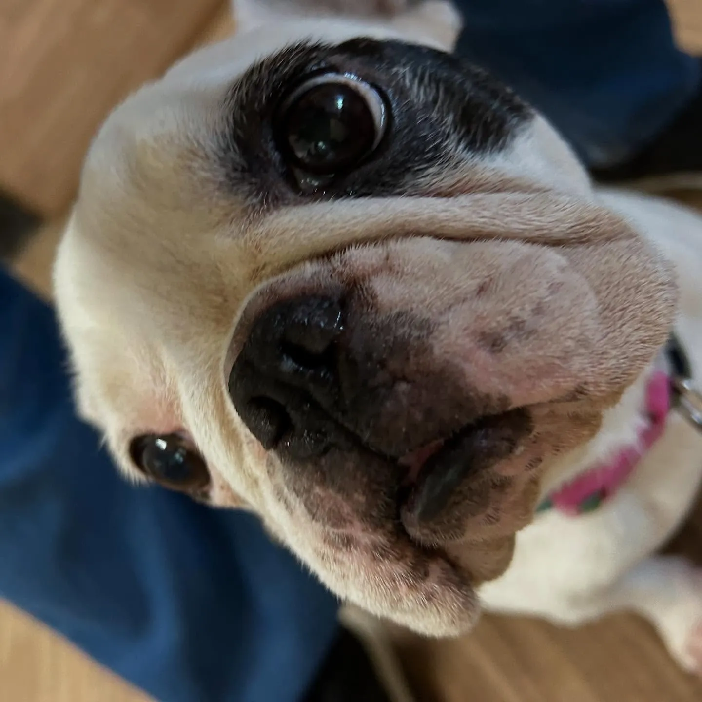 入会してくれたソフィアちゃんです❣️